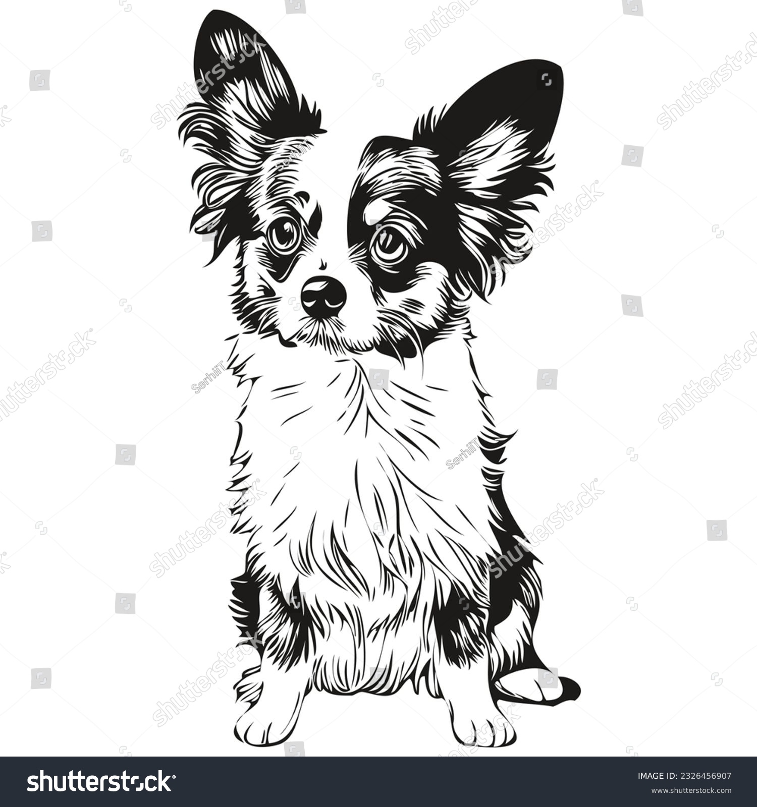 Papillon dog dog outline pencil drawing artwork, - Royalty Free Stock ...