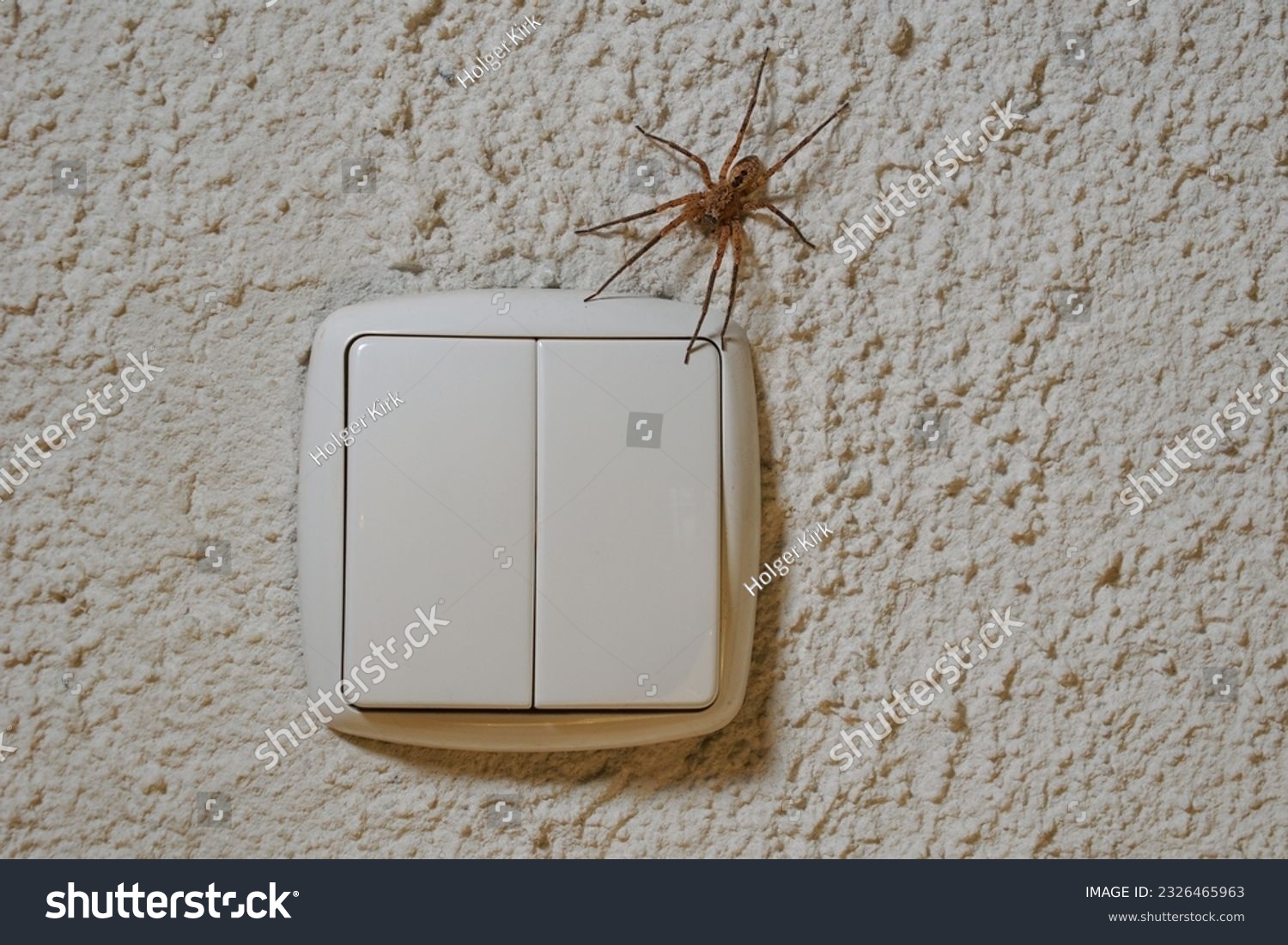 A Nosferatu spider sits on the wall on the light switch, Zoropsis spinimana #2326465963