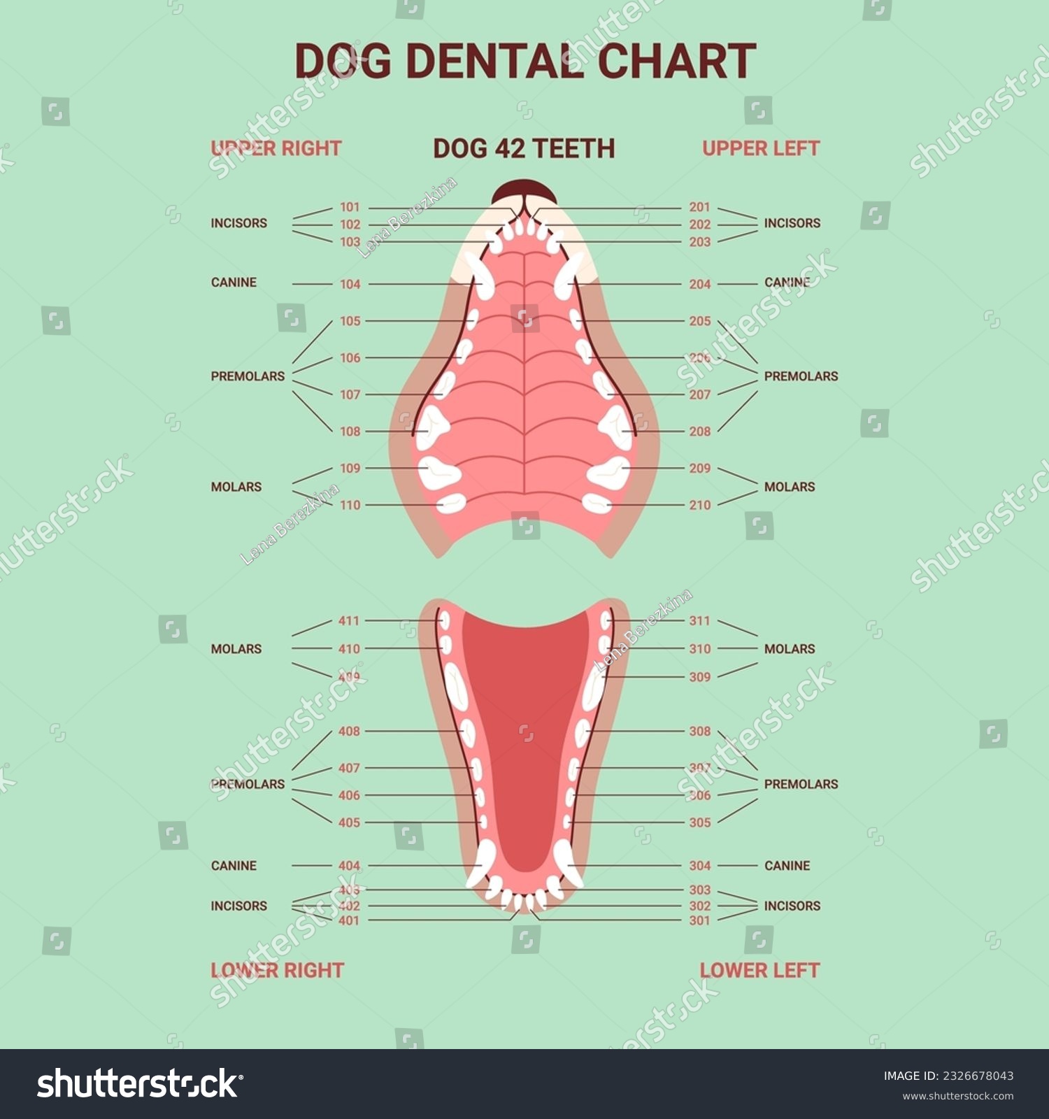 Dog dental anatomy teeth chart. Canine jaw Royalty Free Stock Vector