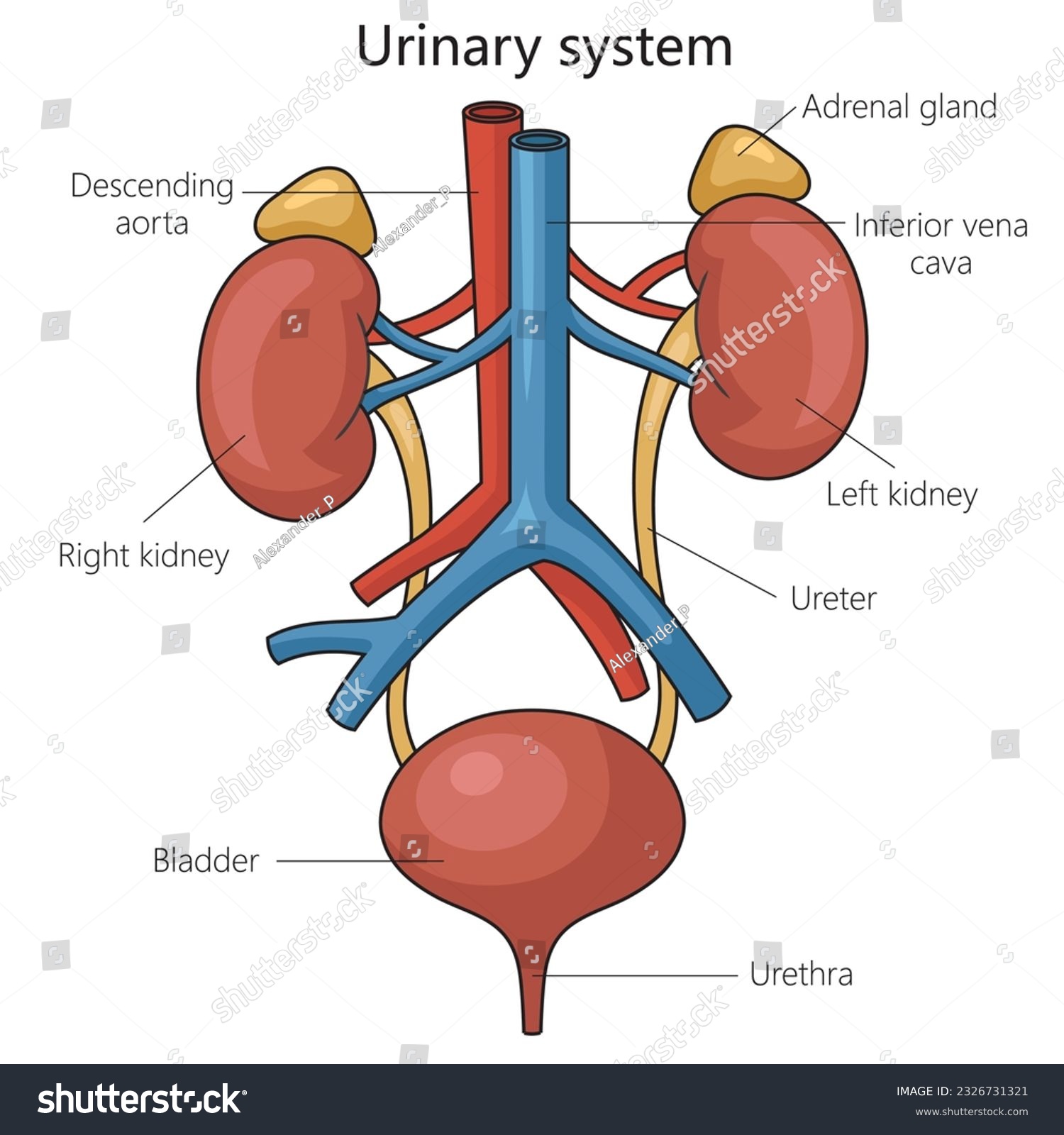 Urinary system structure diagram schematic - Royalty Free Stock Vector ...