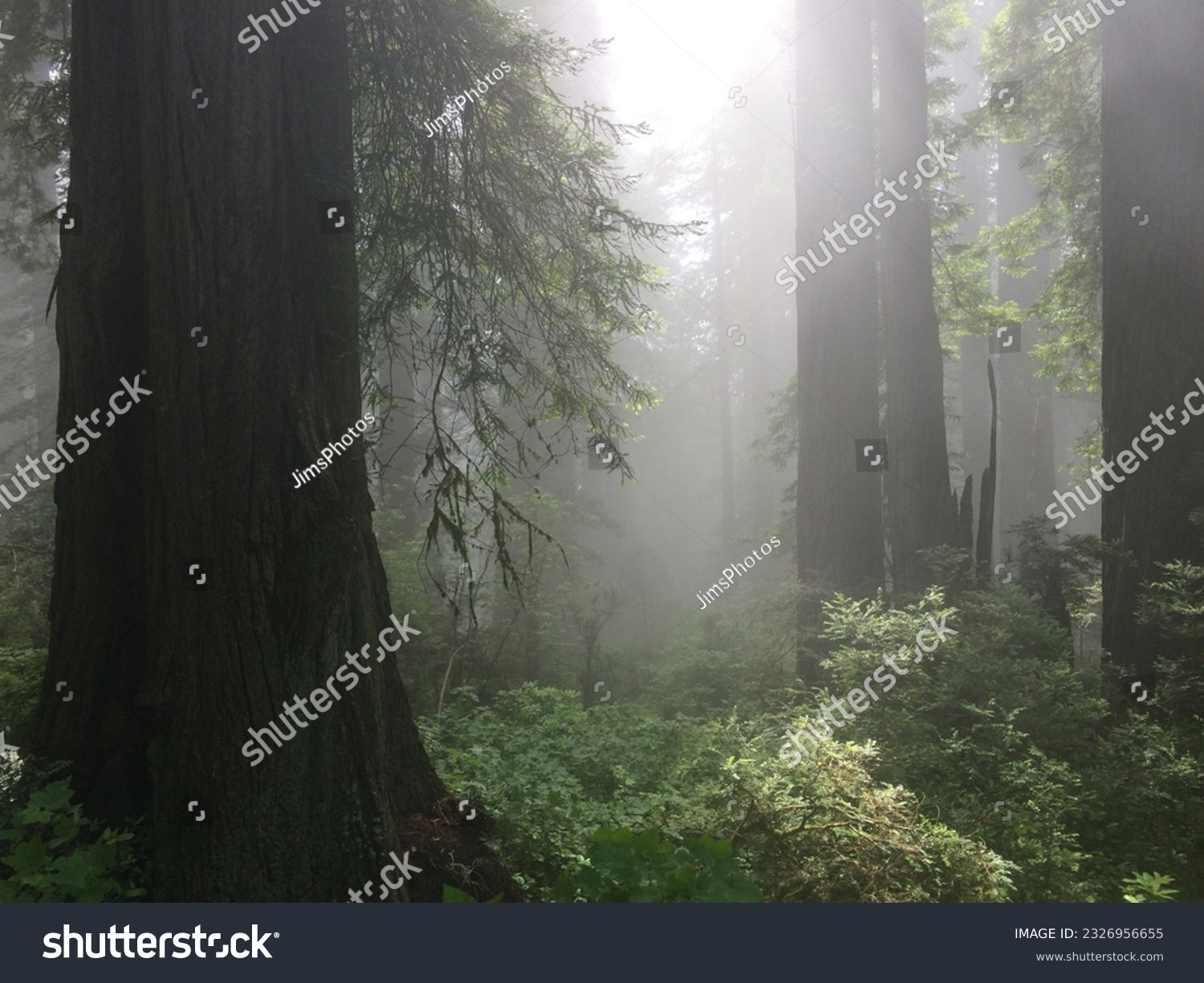 Misty Redwood Forest in National Park #2326956655