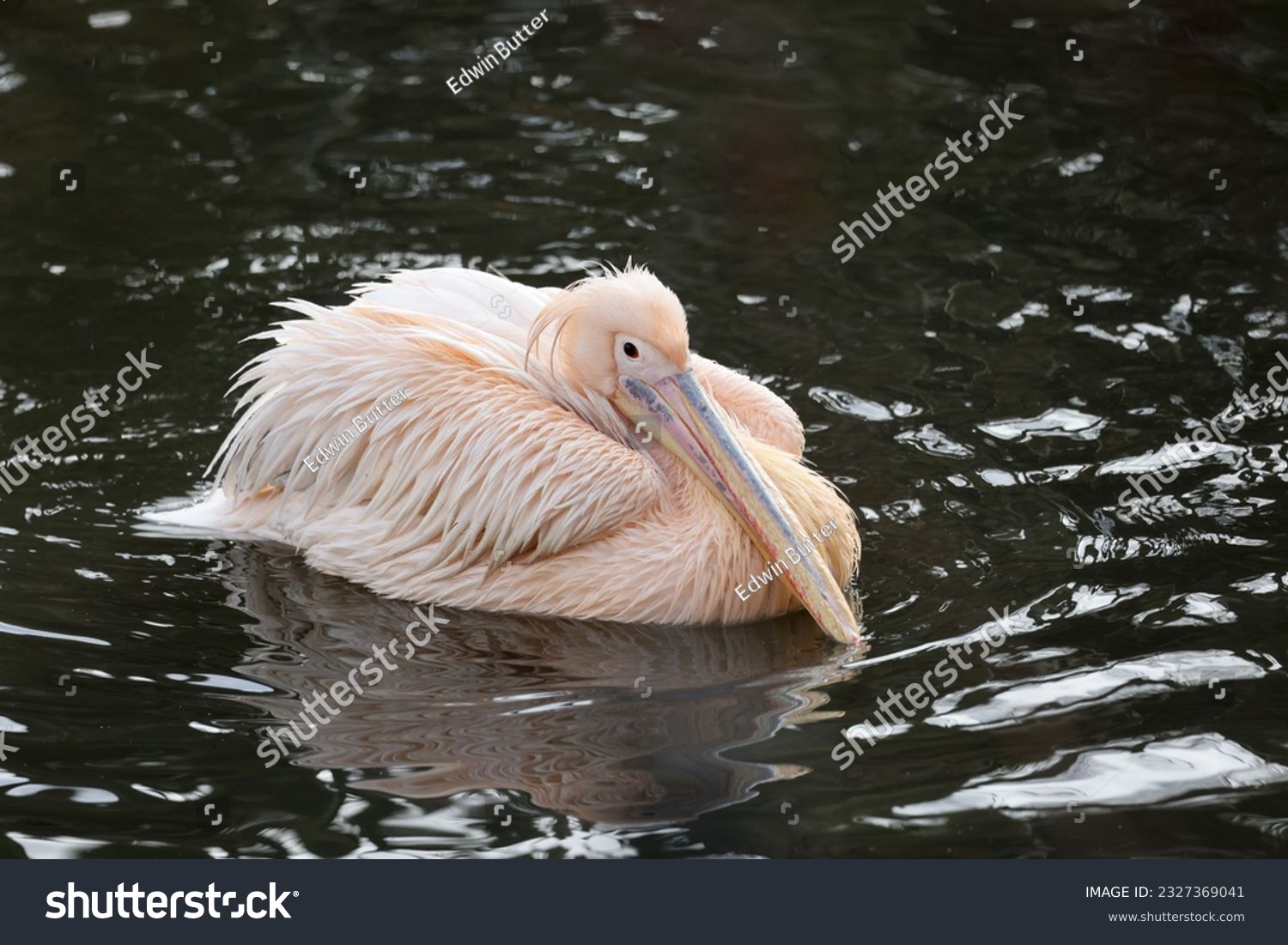 A Pelecanus onocrotalus bird in water #2327369041