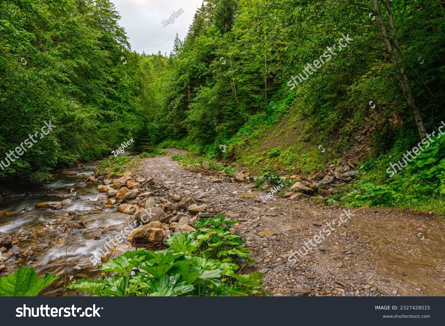 The road leading through the dense forest to the Guk waterfall. Mountain Creek. Mykulychyn village. Tourist attraction. Bukovel area. #2327428015