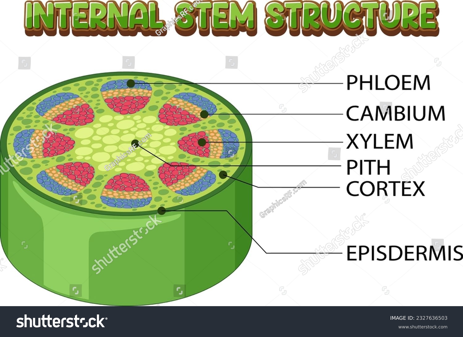 Internal structure of stem diagram illustration - Royalty Free Stock ...