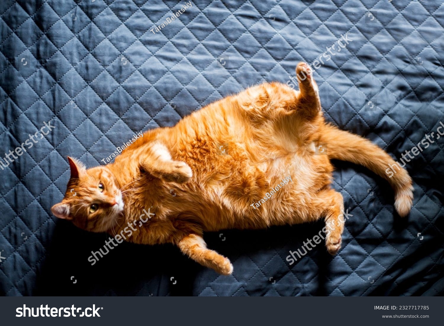 Adorable ginger kitten purebred straight lying on its back, top view, on a black background. Flat Lay fat cat well-eat and relax on bed at home #2327717785