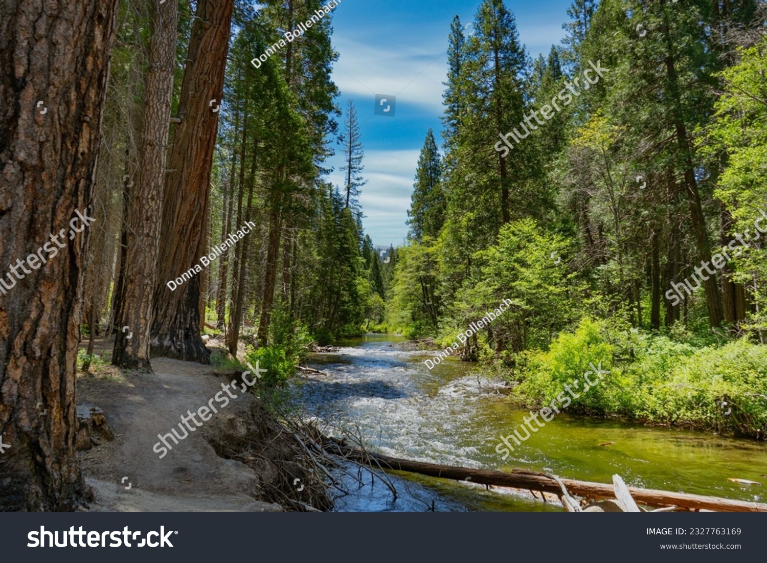 The Carlon Falls Trail in Yosemite National Park winds through an evergreen forest along the Southfork of the Tuolumne River. #2327763169