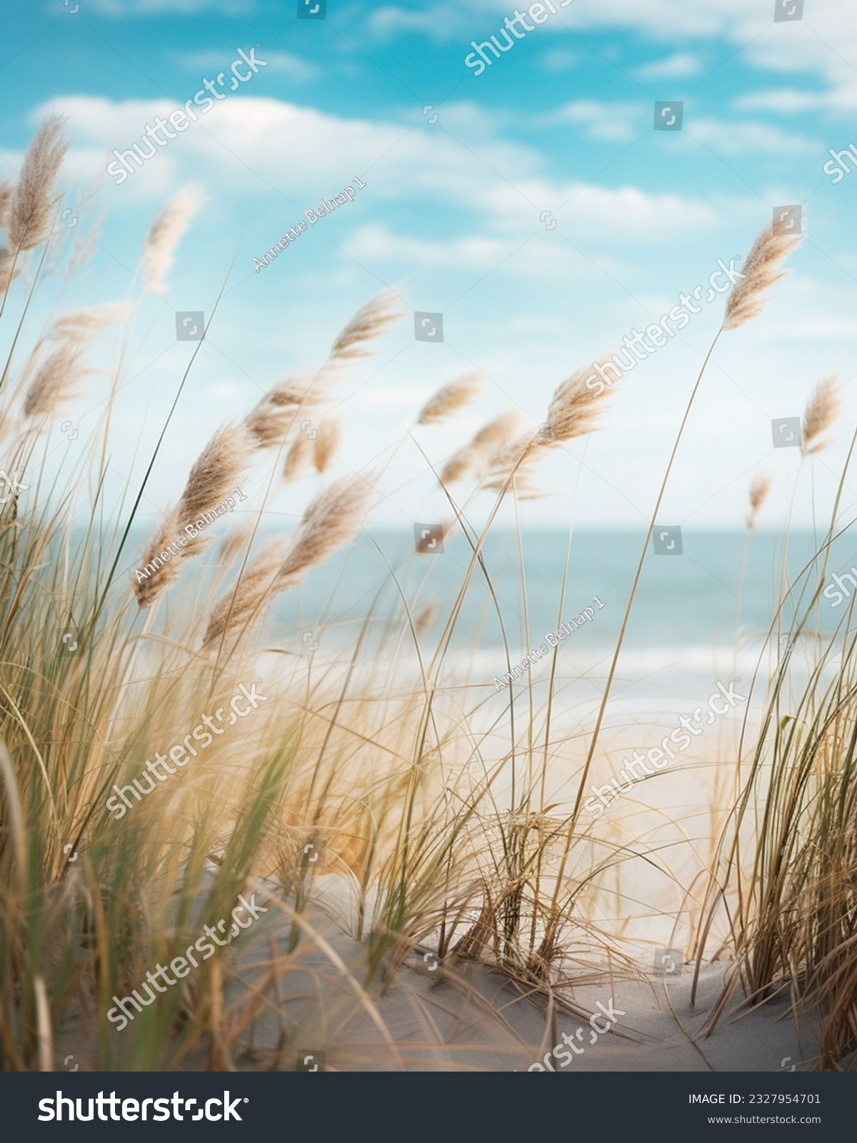 Beach Grass Looking towards a sandy beach with bright blue sky and white clouds taken from a low perspective. Peeking through beach grass towards the ocean. #2327954701