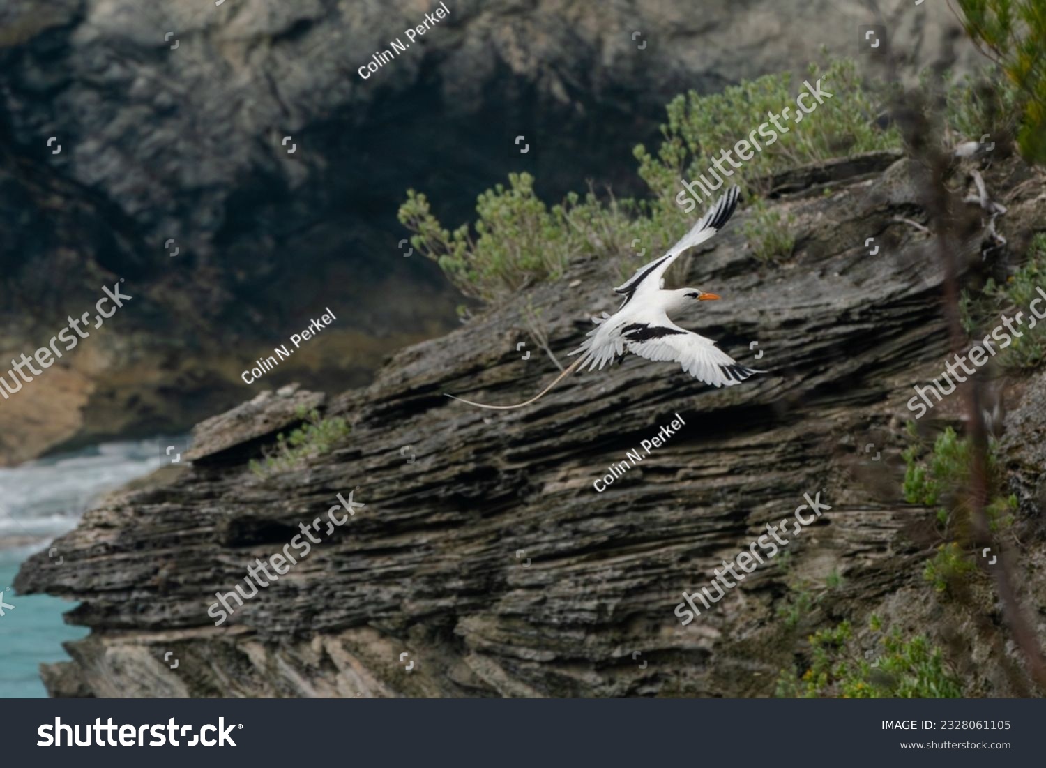 A white-tailed tropicbird (Phaethon lepturus), also known as a longtail, soars off the coast of Bermuda, where it is a welcome harbinger of spring #2328061105