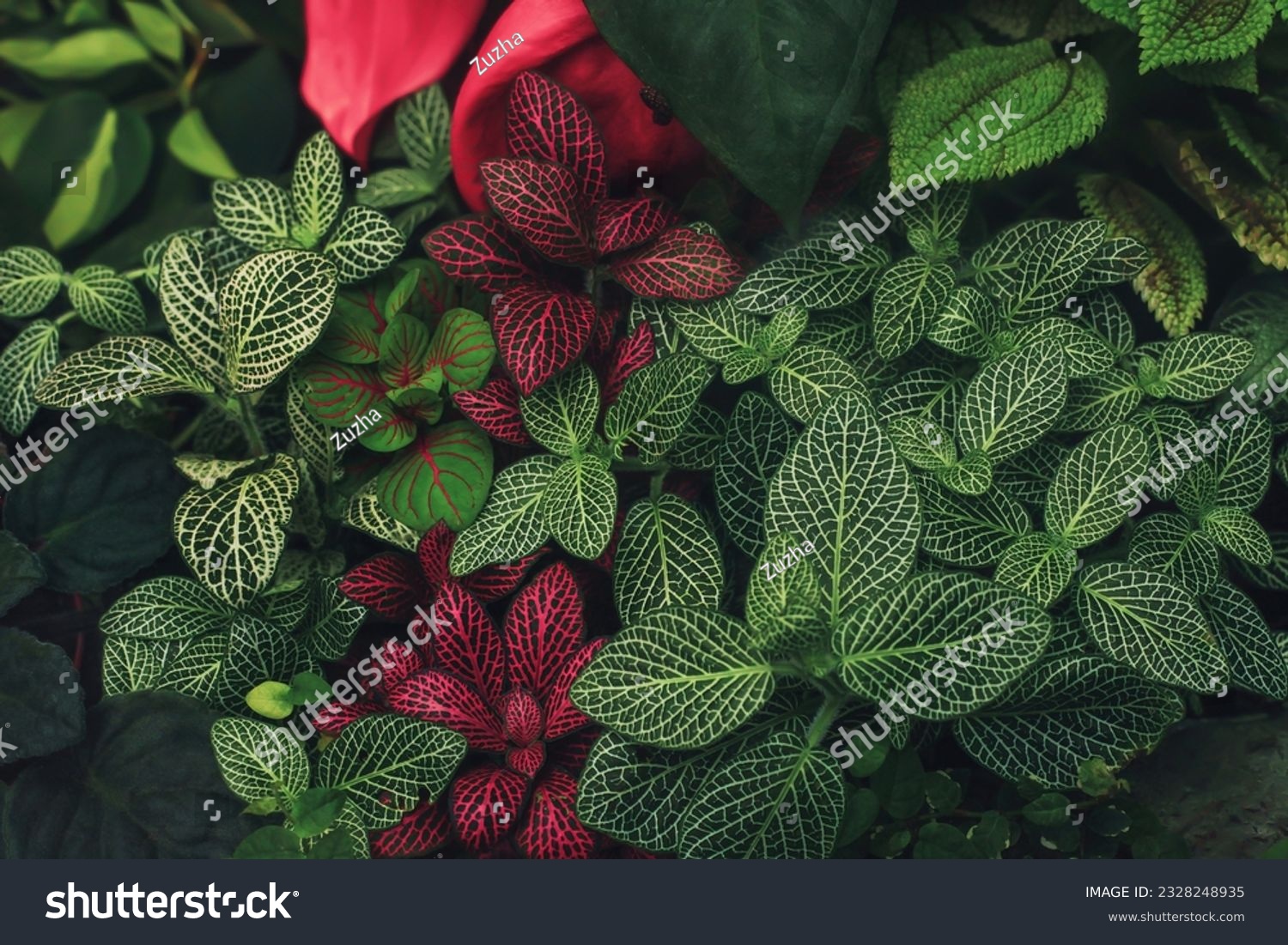 Fittonia variegated foliage abstract pattern. Various green foliate tropical texture. Multicolored variety Fitonia leaves with white vein natural background. Colorful Nerve plants in rainforest #2328248935