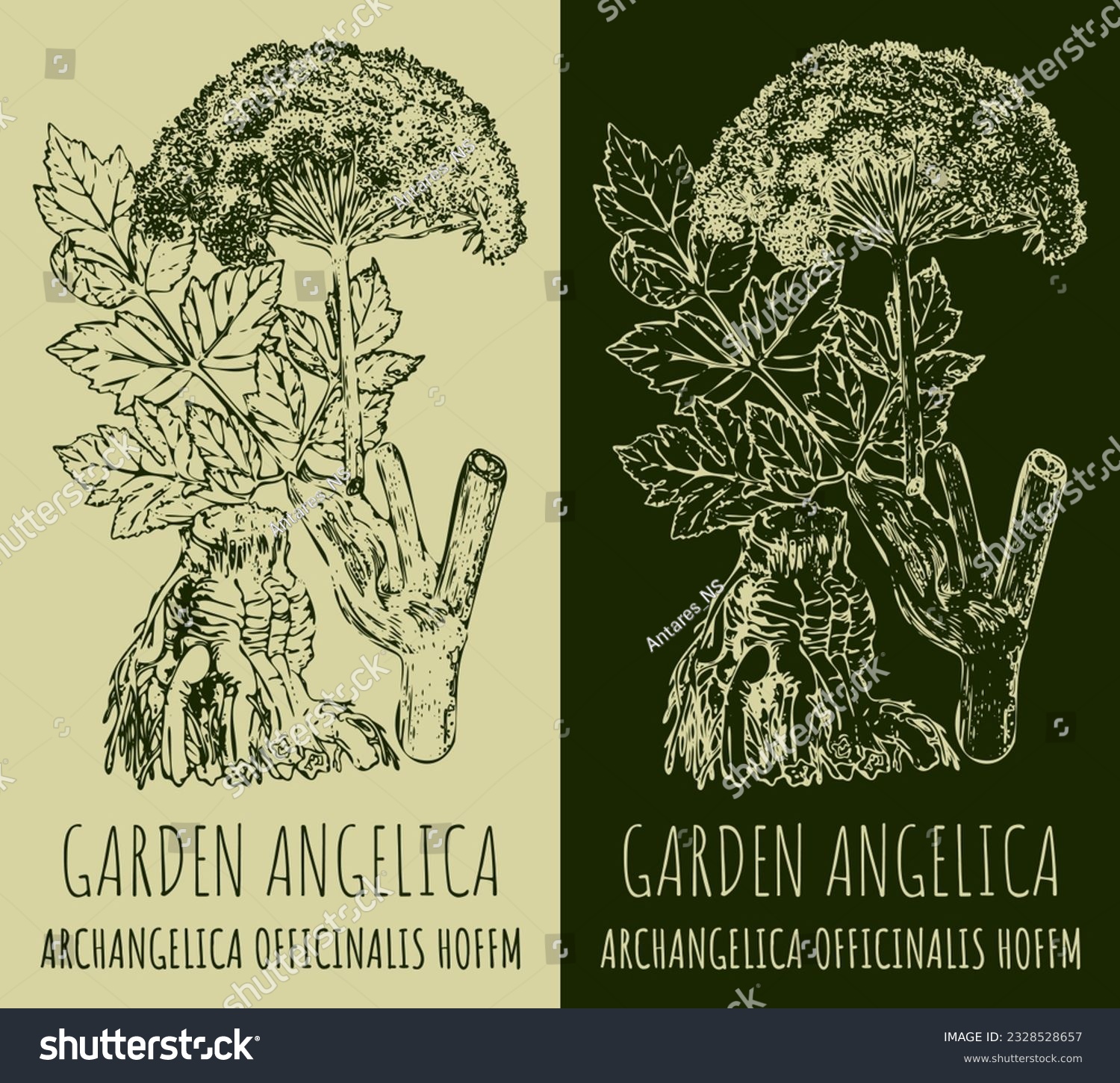 Vector drawing GARDEN ANGELICA . Hand drawn - Royalty Free Stock Vector ...