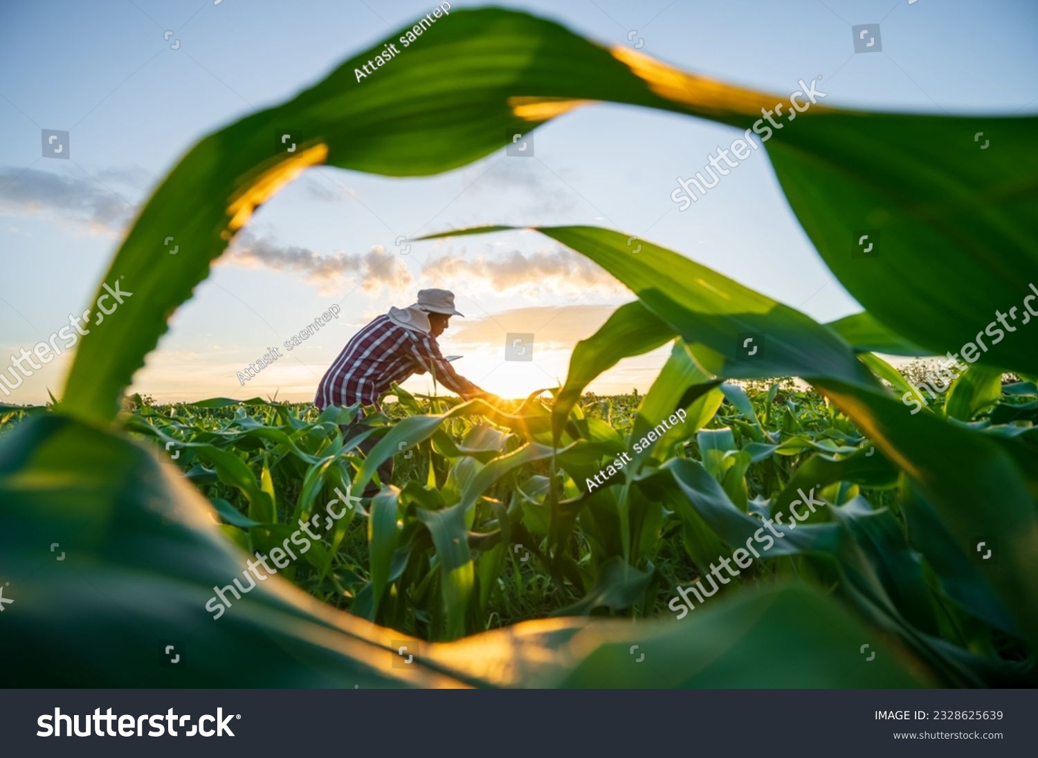 Blurred image. Farmers use tablets to analyze data and experiment with growing corn. AI data innovation improves cultivation efficiency for quality. Analysis of farmer corn farming agriculture concept #2328625639