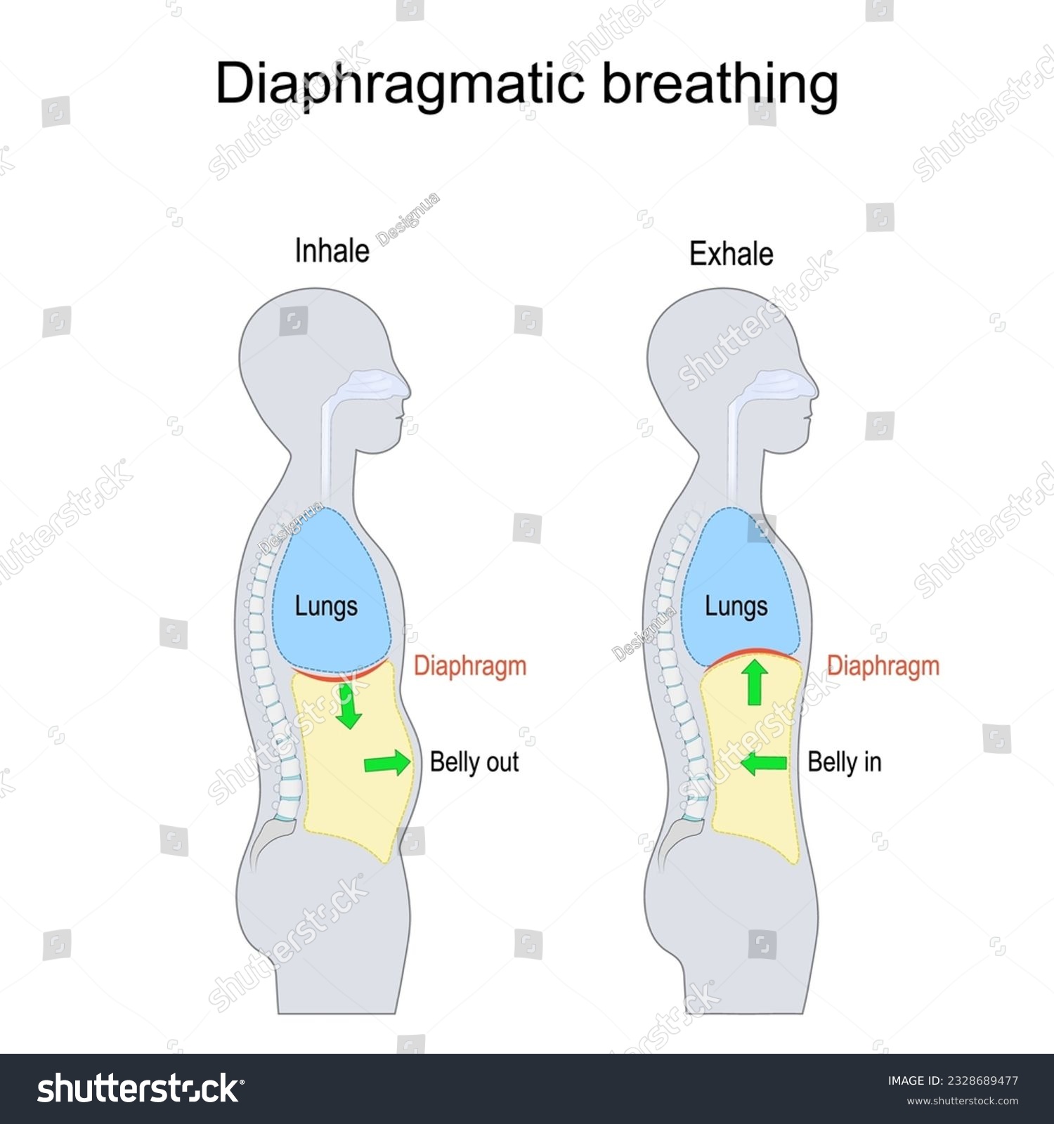 Diaphragmatic breathing. abdominal, belly or - Royalty Free Stock ...