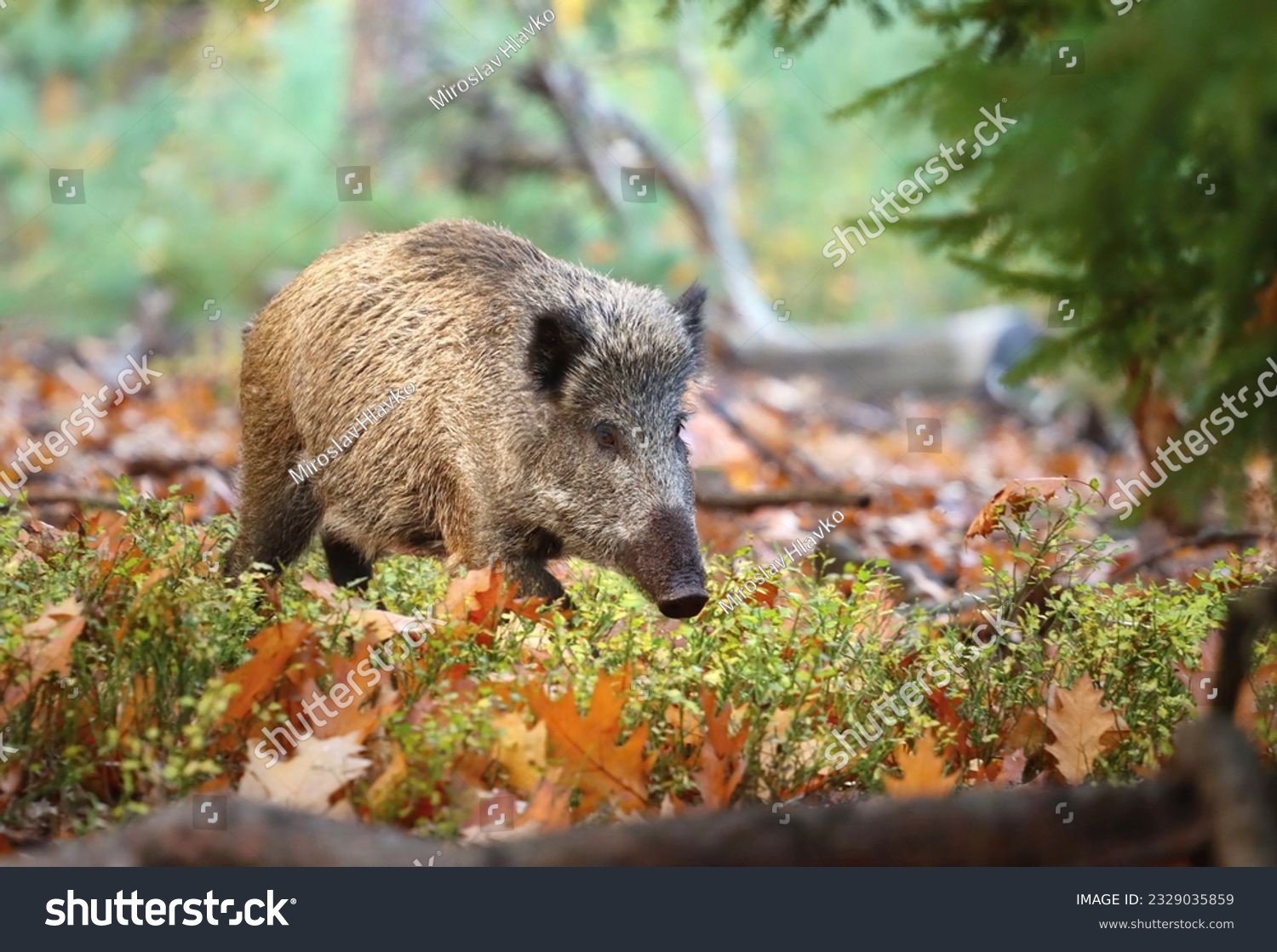 The european wild boar in forest #2329035859