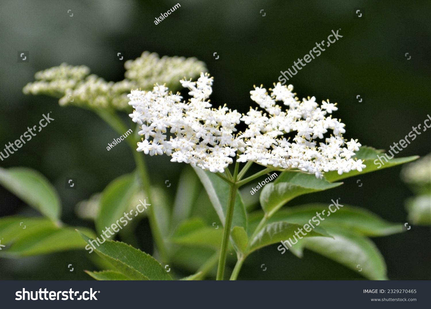 Conium maculatum, colloquially known as hemlock, poison hemlock or wild hemlock, is a highly poisonous biennial herbaceous flowering plant in the carrot family Apiaceae #2329270465