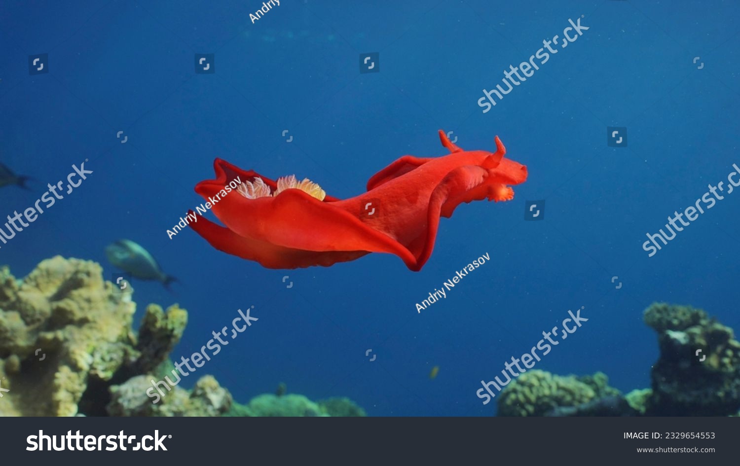 Bright red Sea Slug swims in blue sea in sunrays on daytime. Spanish Dancer Nudibranch (Hexabranchus sanguineus) floats over coral reef in sunburst, Red sea, Egypt #2329654553