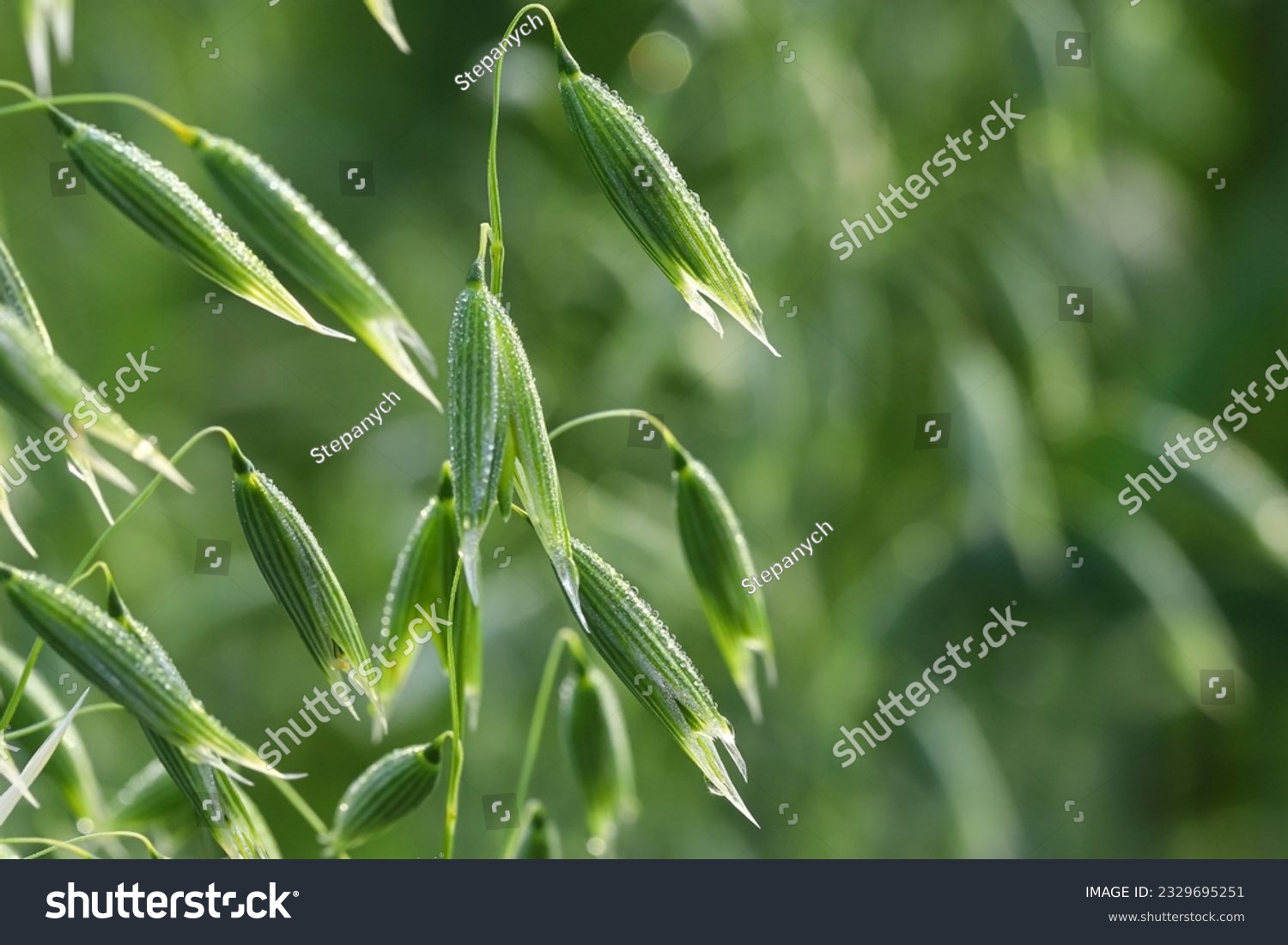 Young green oats on the field in the morning dew. A field of young green oats. The concept of a good harvest, agriculture. #2329695251