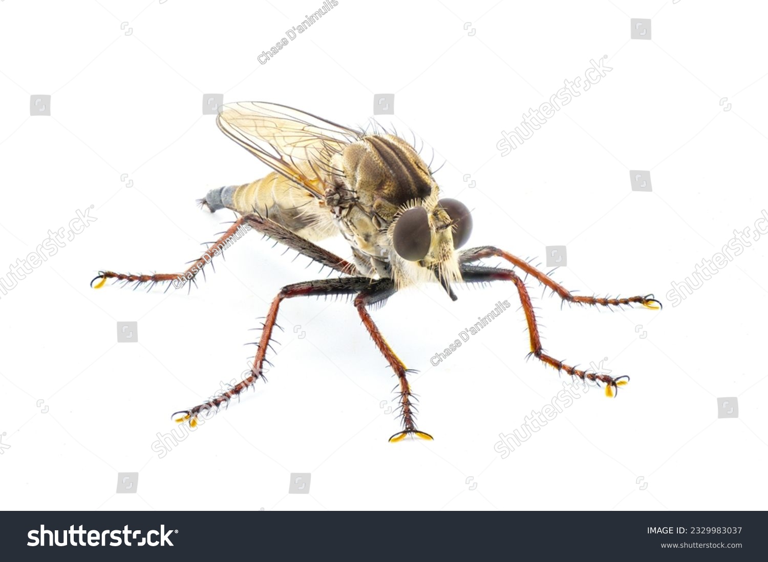 Robber fly Isolated on white background.  Proctacanthus longus a species in Florida.  Extremely detailed macro closeup showing hairs and bristles on legs and face. front side profile view #2329983037