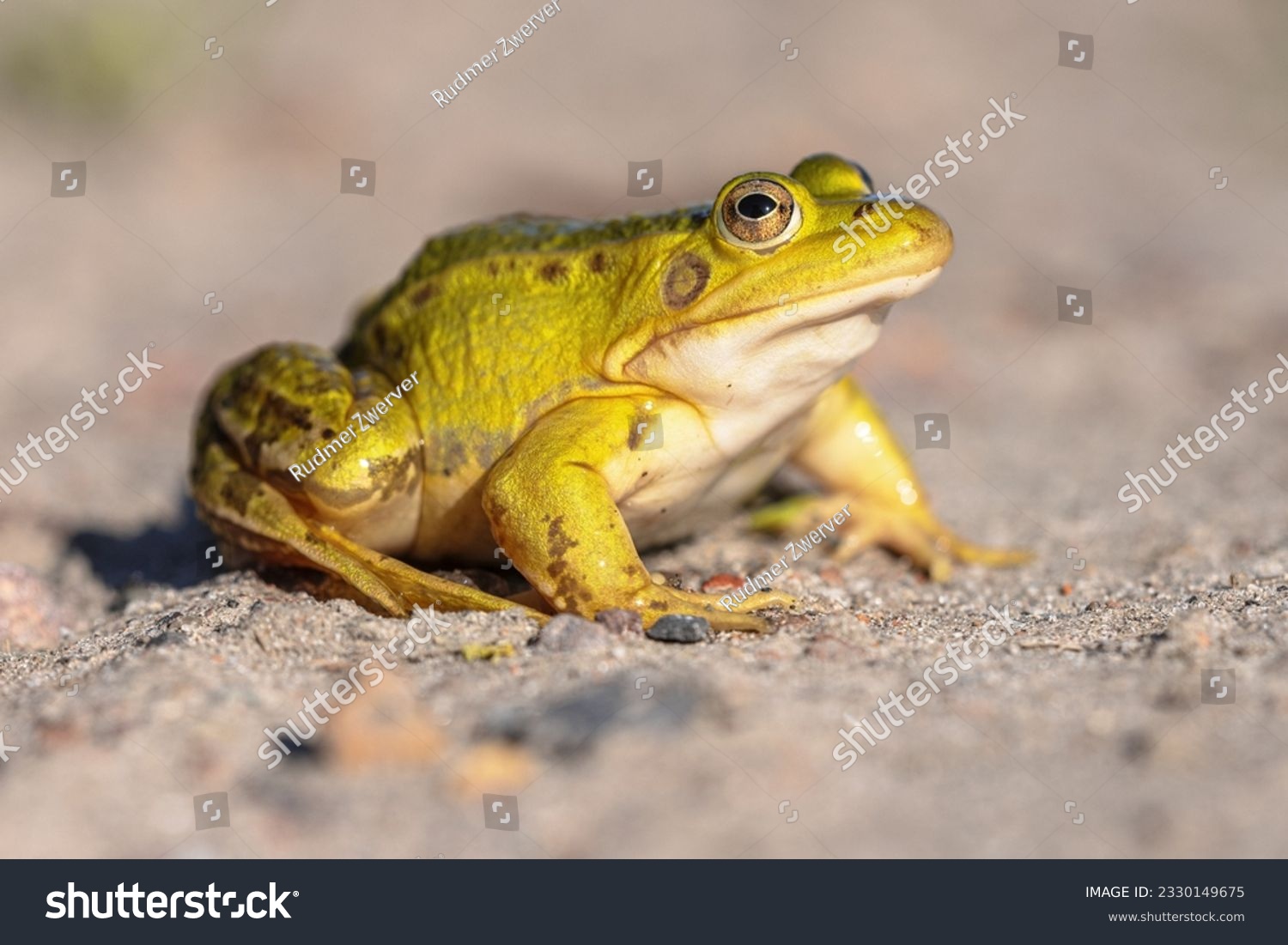 Pool Frog (Pelophylax lessonae) is a European frog in the family Ranidae. Reasons for declining populations are air pollution leading to over-nitrification of pond waters. Wildlife Scene of Nature  #2330149675