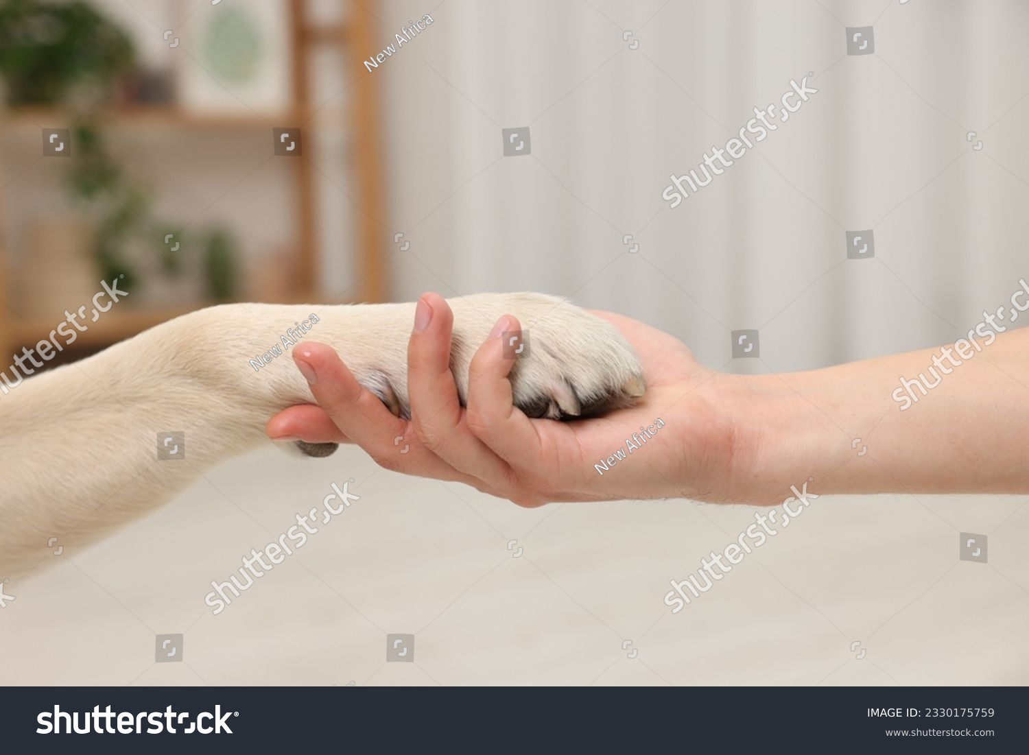 Dog giving paw to man at home, closeup #2330175759