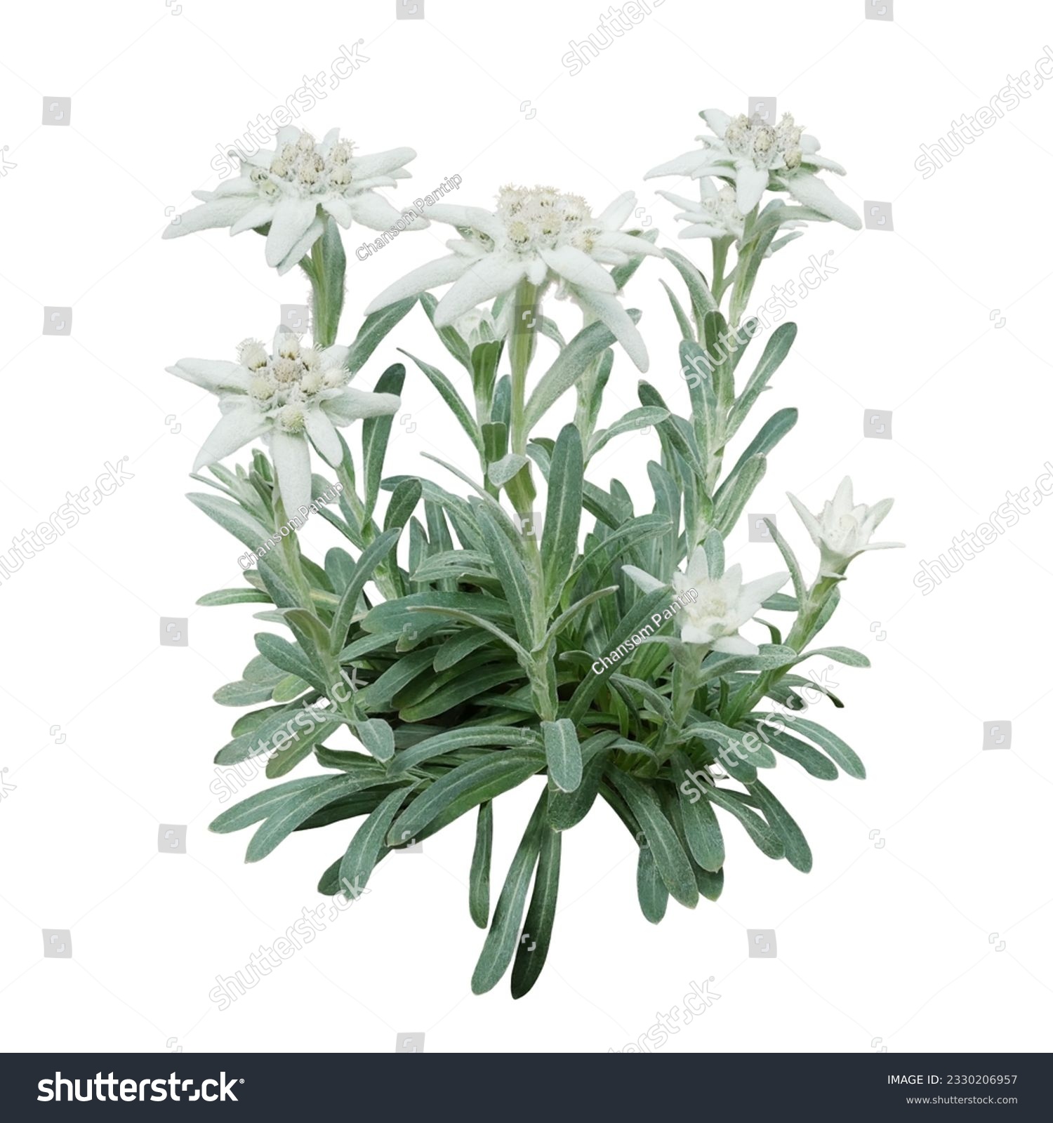 Edelweiss flowers with furry petals and leaves on white background. Edelweiss is a mountain flower rare flowering plant in Leontopodium genus belonging to the daisy family native to the European Alps #2330206957