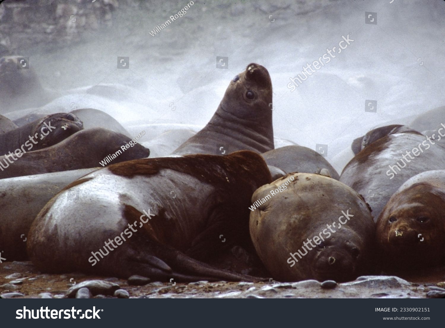 Northern fur seals have a stocky body, small head, very short snout, and extremely dense fur that ends at the wrist lines of their flippers. Their hind flippers can be up to one-fourth body length. #2330902151