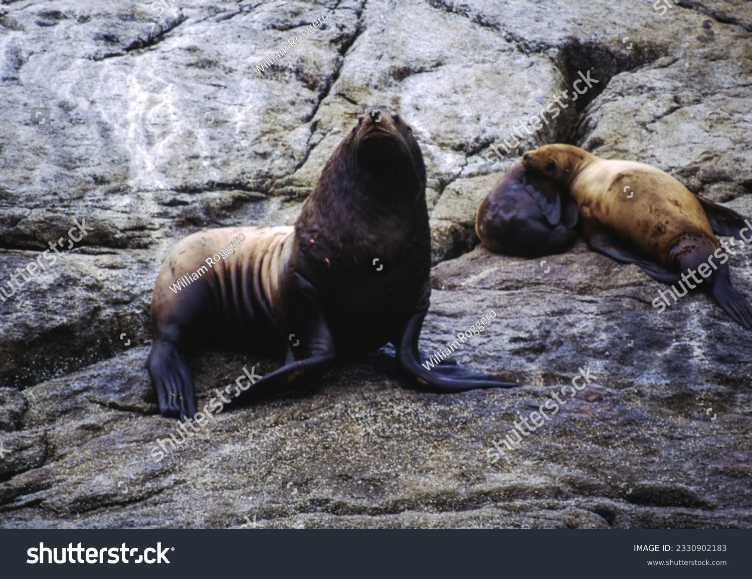 Northern fur seals have a stocky body, small head, very short snout, and extremely dense fur that ends at the wrist lines of their flippers. Their hind flippers can be up to one-fourth body length. #2330902183
