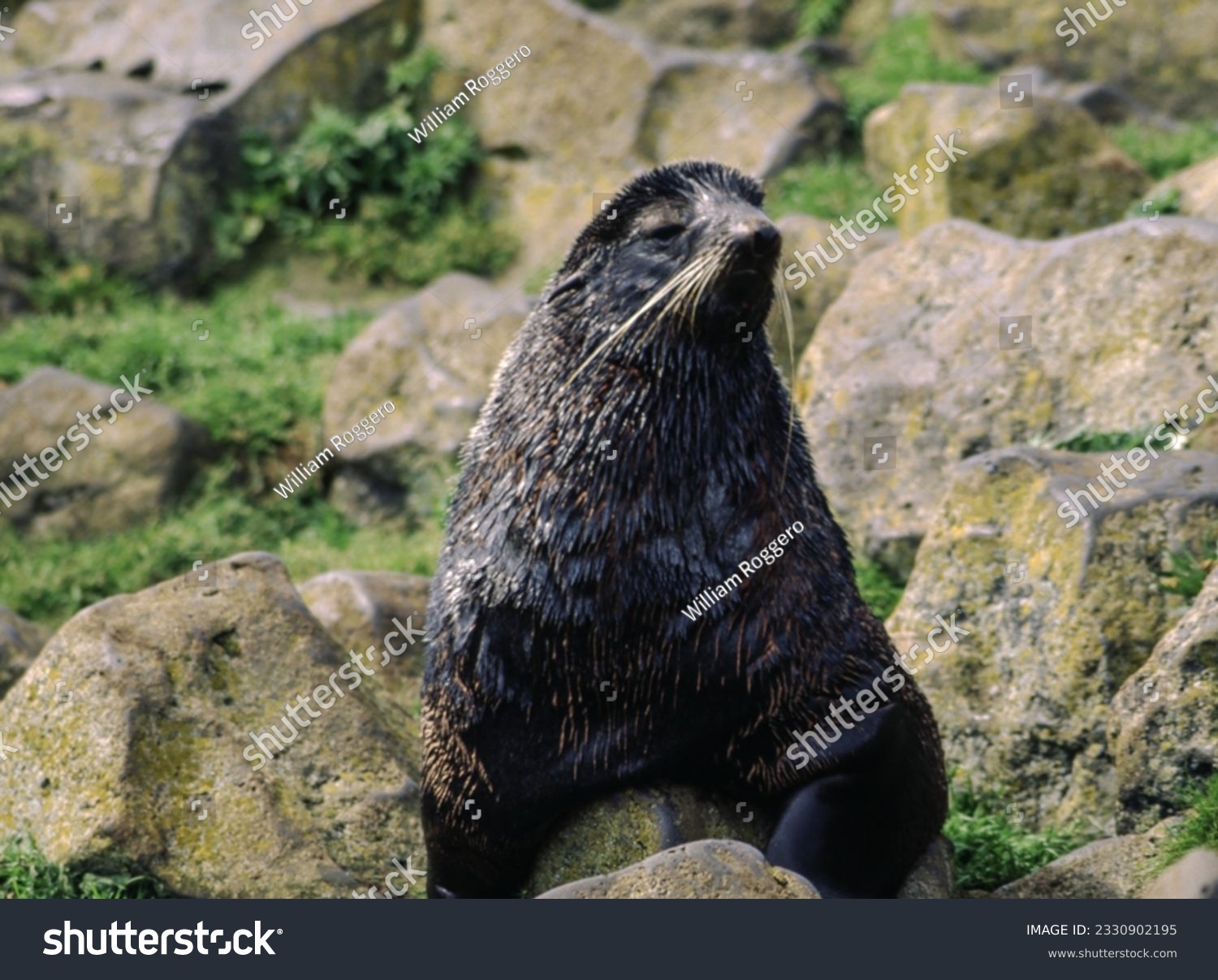 Northern fur seals have a stocky body, small head, very short snout, and extremely dense fur that ends at the wrist lines of their flippers. Their hind flippers can be up to one-fourth body length. #2330902195