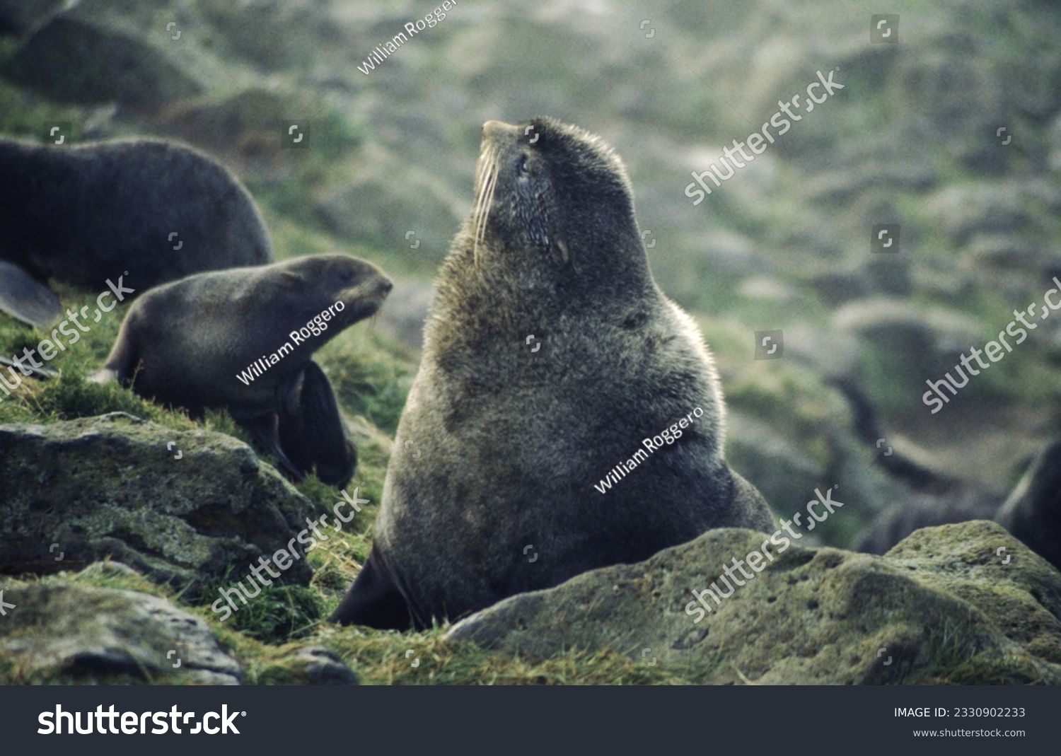 Northern fur seals have a stocky body, small head, very short snout, and extremely dense fur that ends at the wrist lines of their flippers. Their hind flippers can be up to one-fourth body length. #2330902233