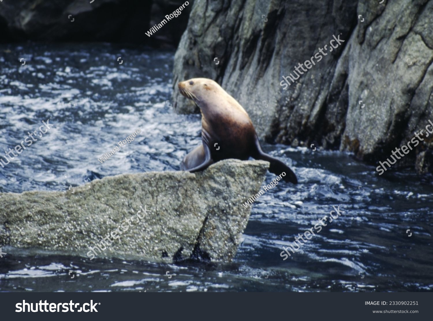 Northern fur seals have a stocky body, small head, very short snout, and extremely dense fur that ends at the wrist lines of their flippers. Their hind flippers can be up to one-fourth body length. #2330902251