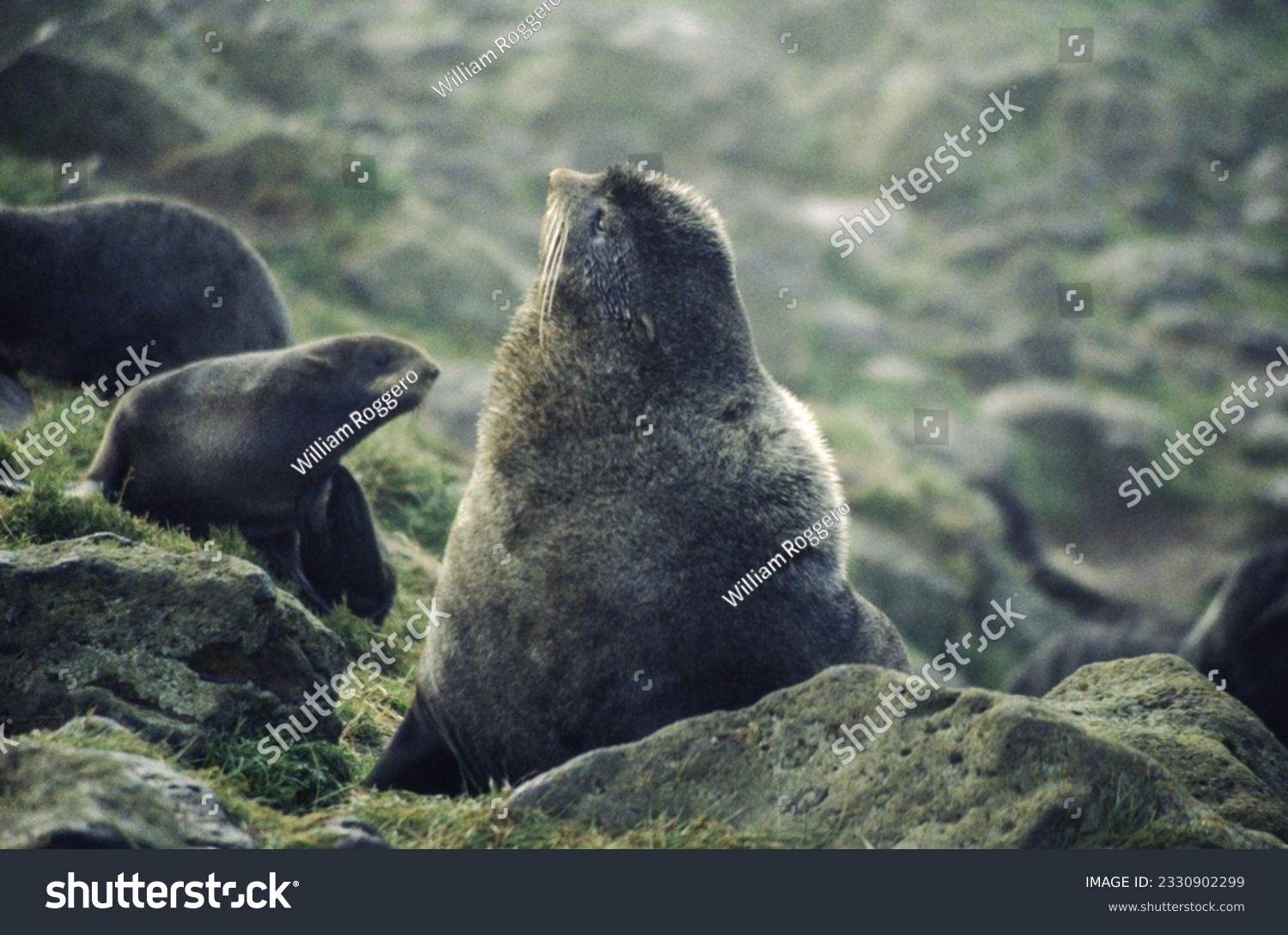 Northern fur seals have a stocky body, small head, very short snout, and extremely dense fur that ends at the wrist lines of their flippers. Their hind flippers can be up to one-fourth body length. #2330902299