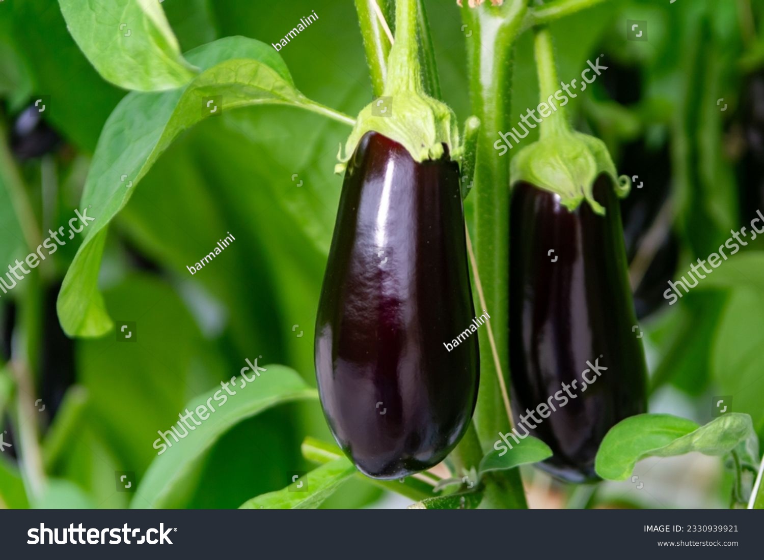 Dutch organic greenhouse farm with rows of eggplants plants with ripe violet vegetables and purple flowers, agriculture in the Netherlands #2330939921