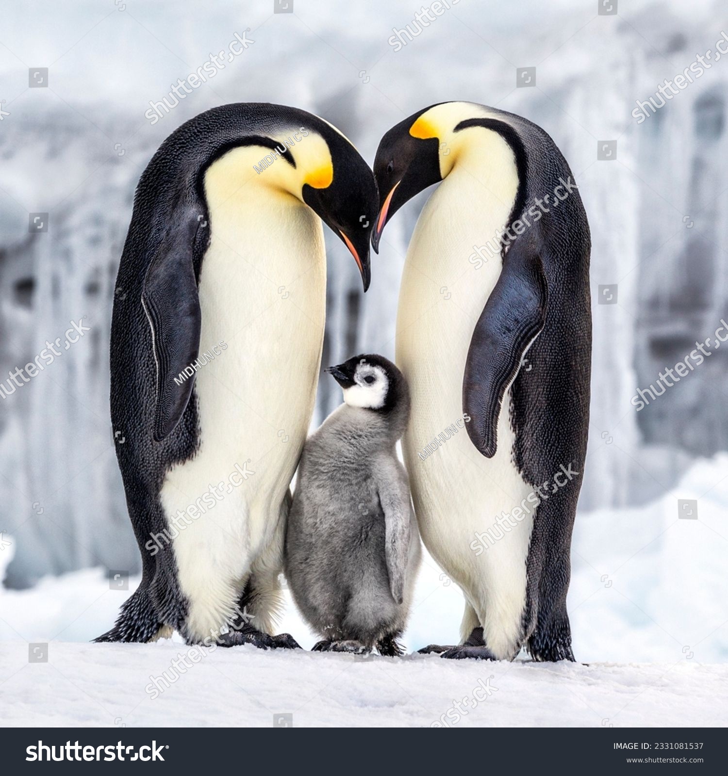 penguin family in antarctic region wild life sea birds #2331081537