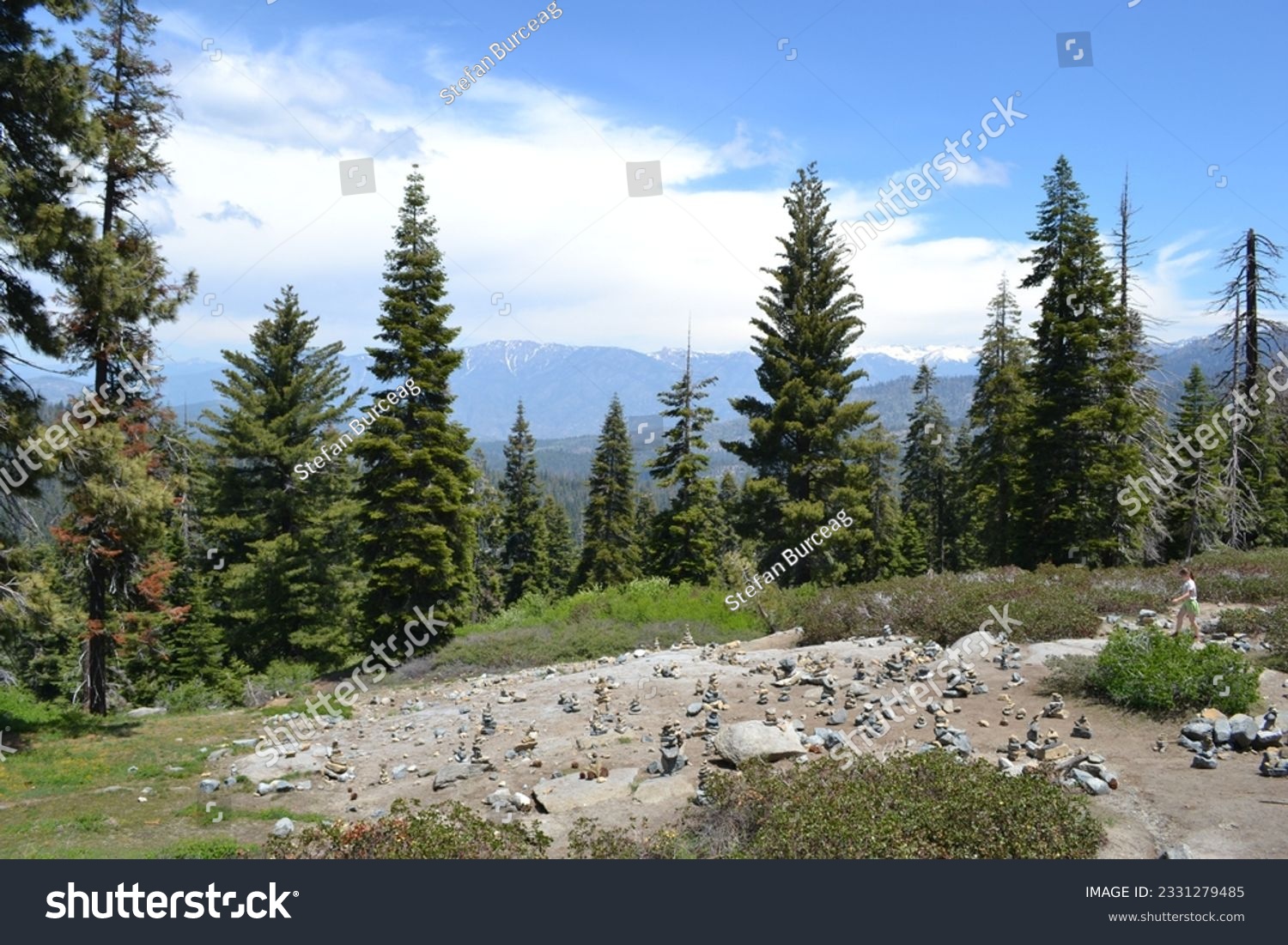Scenic forested areas in Northern California  #2331279485