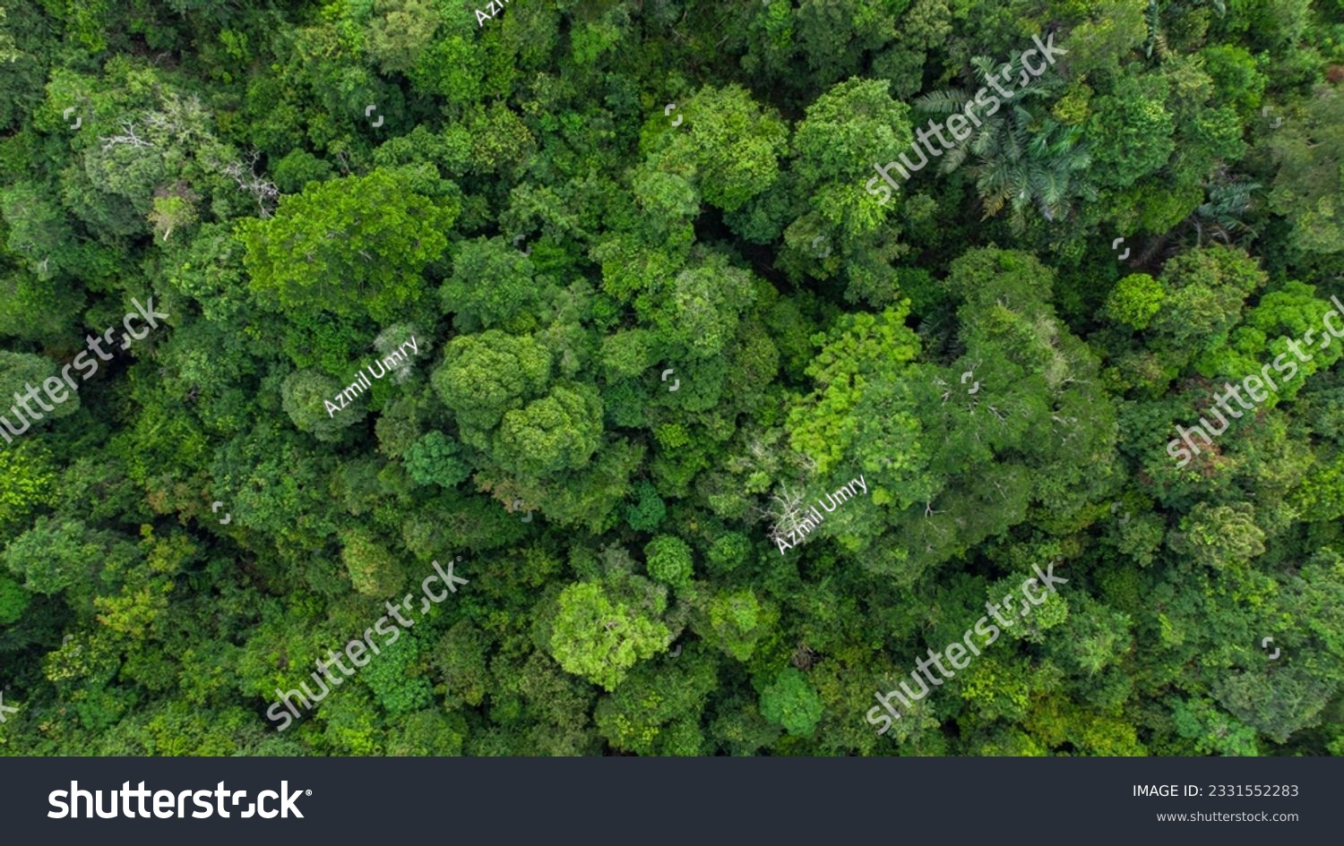 Aerial view forest trees, rainforest ecosystem and healthy environment concept and background, Texture view of green trees forest from above, in Aceh province, Indonesia #2331552283