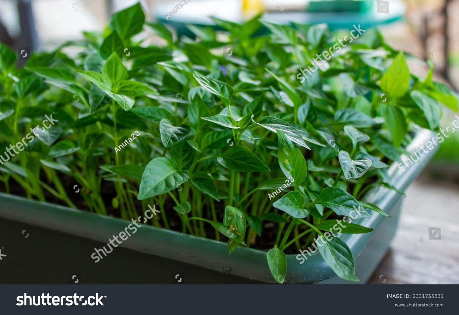 Growing seedlings of sweet pepper. selective focus #2331755531