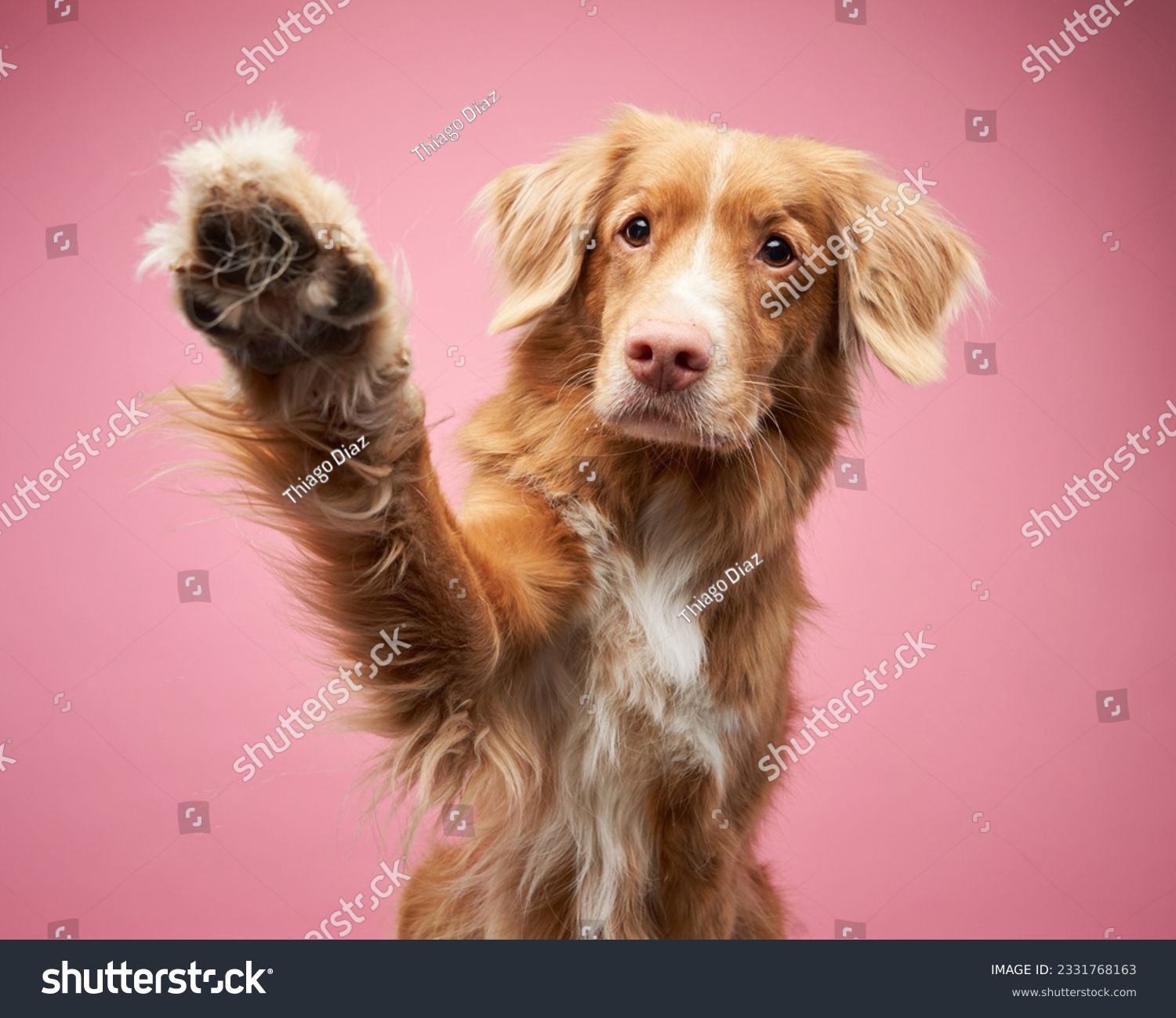 Dog,Waving,Its,Paws,On,A,Pink,Background,,In,The very happy and funny dogs #2331768163