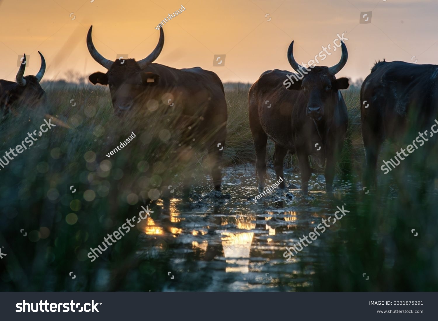 Group of bulls in the sun of Camargue, France #2331875291