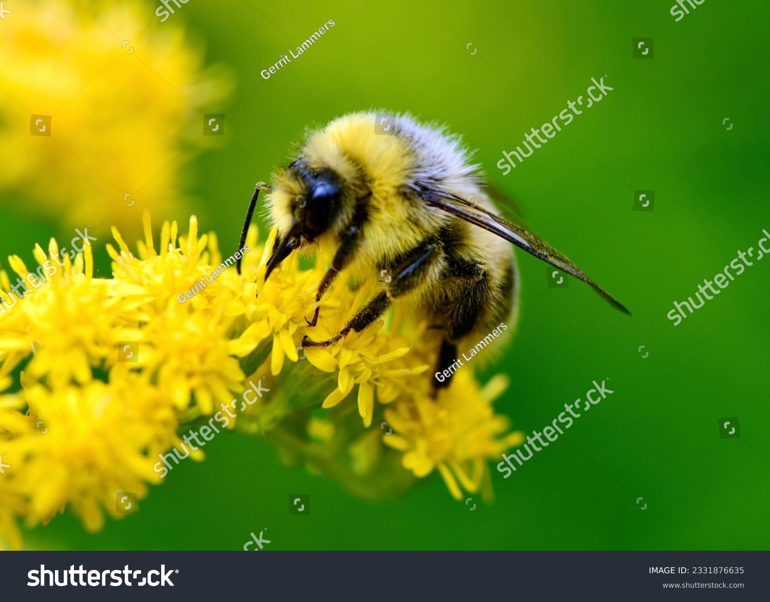 Bumblebee (Bombus lucorum) is sucking nectar from Senecio jacobaea. #2331876635