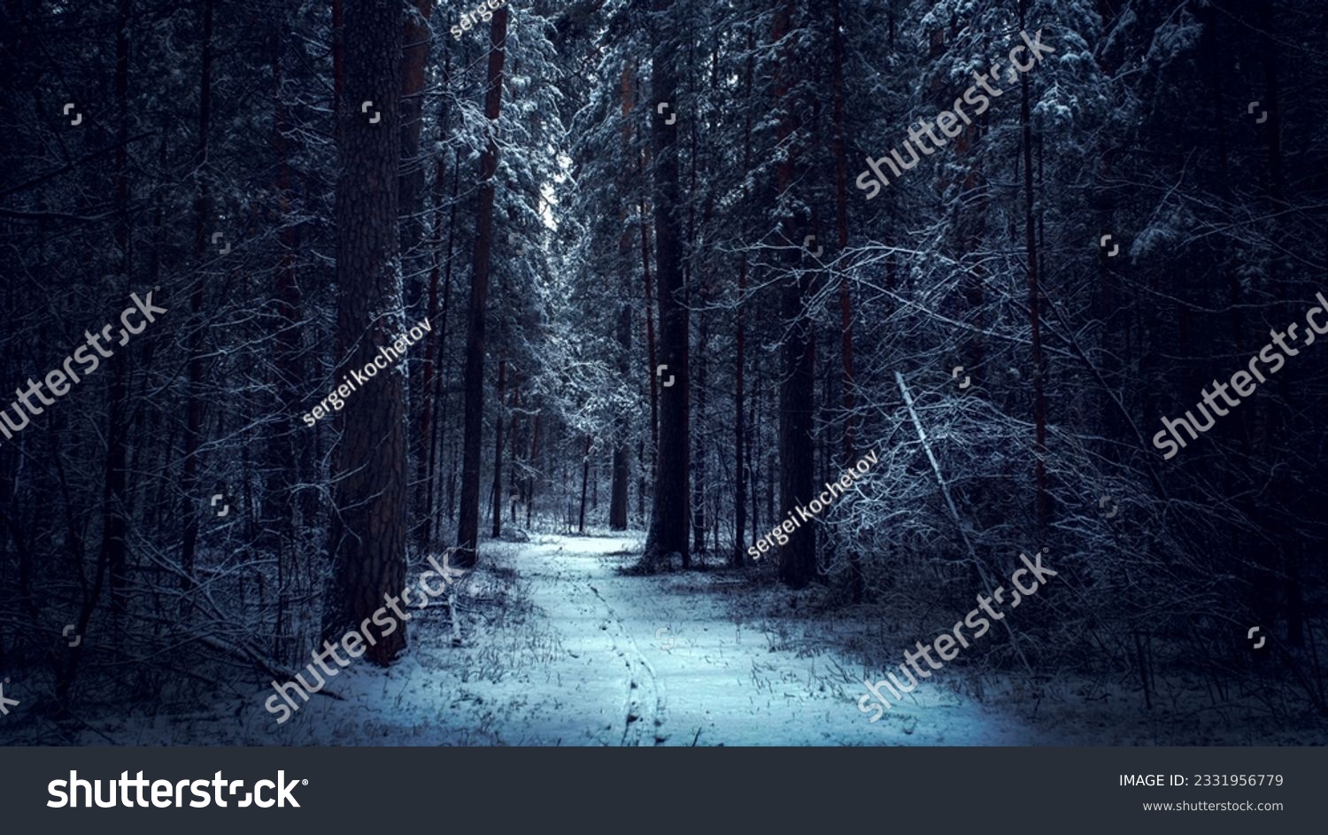Dark and mistery winter pine forest. Dreamy landscape #2331956779