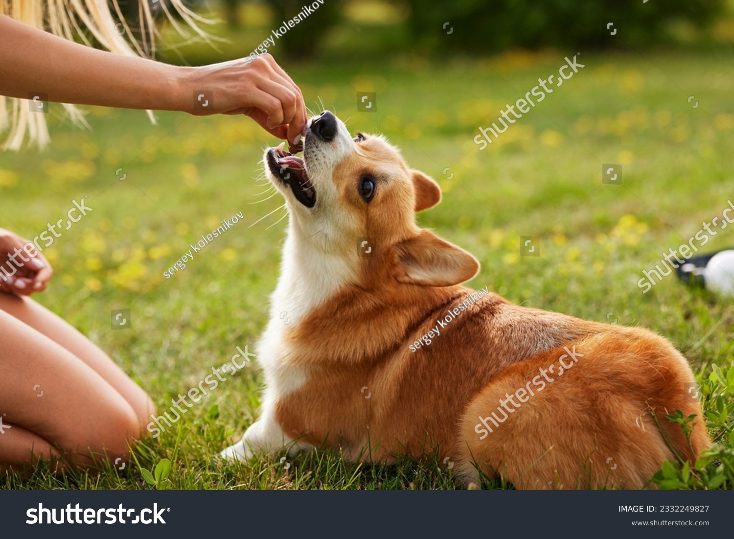 young girl trains pembroke welsh corgi in the park in sunny weather, happy dogs concept #2332249827