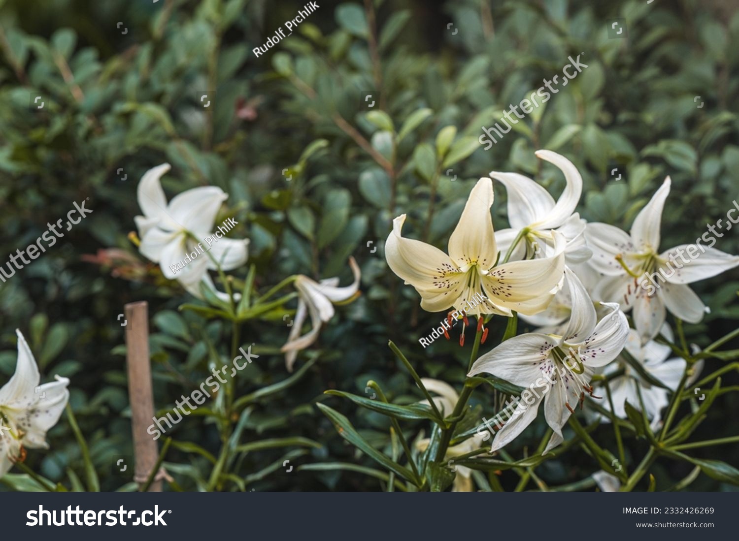Light yellow and green color Lilium Lancifolium Sweet Surrender flowers in a garden  #2332426269