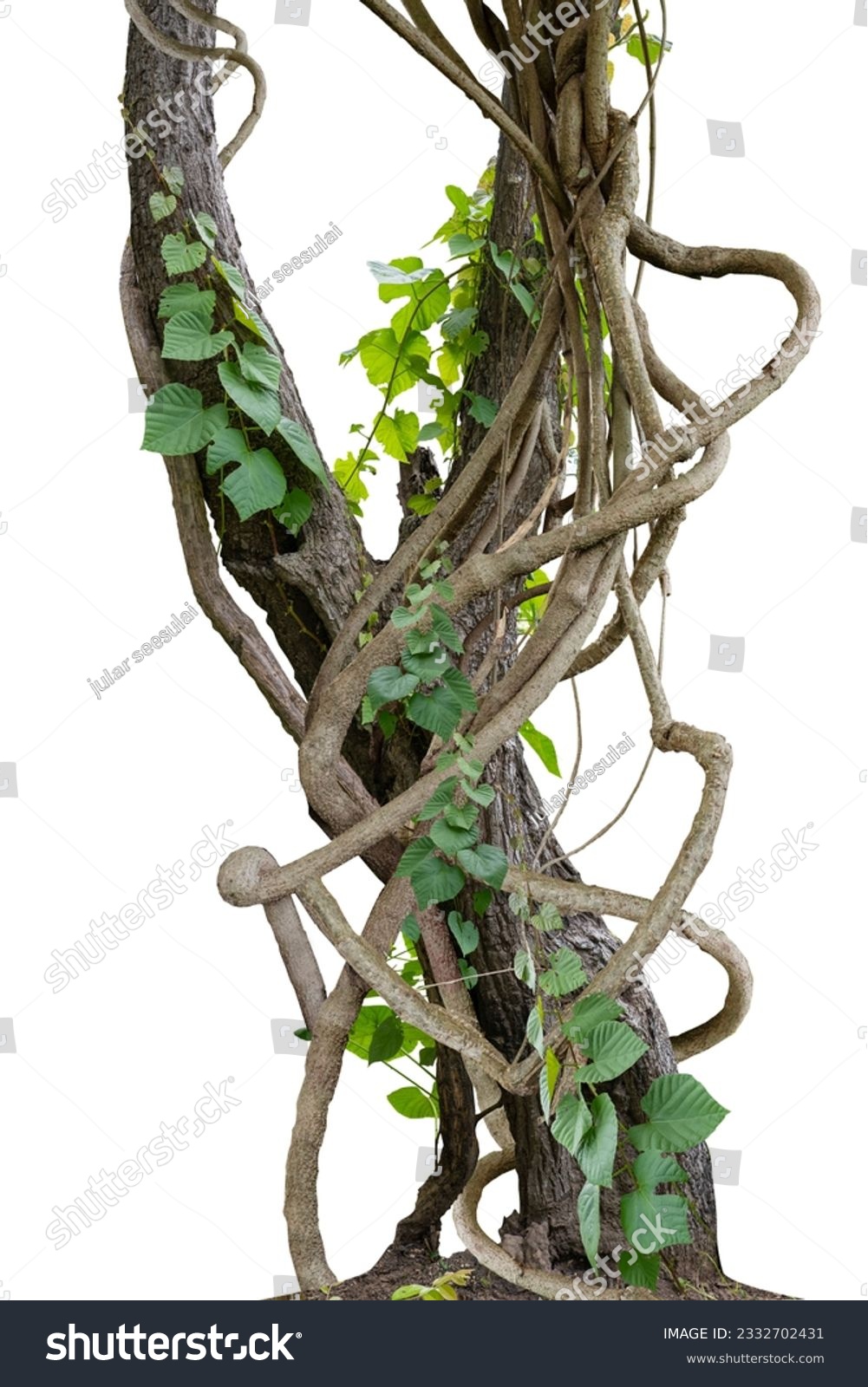 Forest tree trunks with climbing vines twisted liana plant and green leaves  isolated on white background, clipping path included. #2332702431
