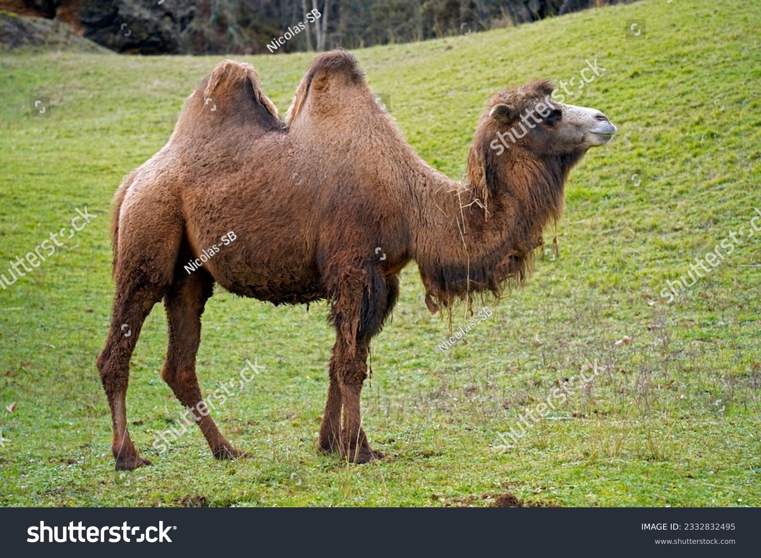 Portrait of a Bactrian camel (Camelus bactrianus) ina green background of weeds #2332832495
