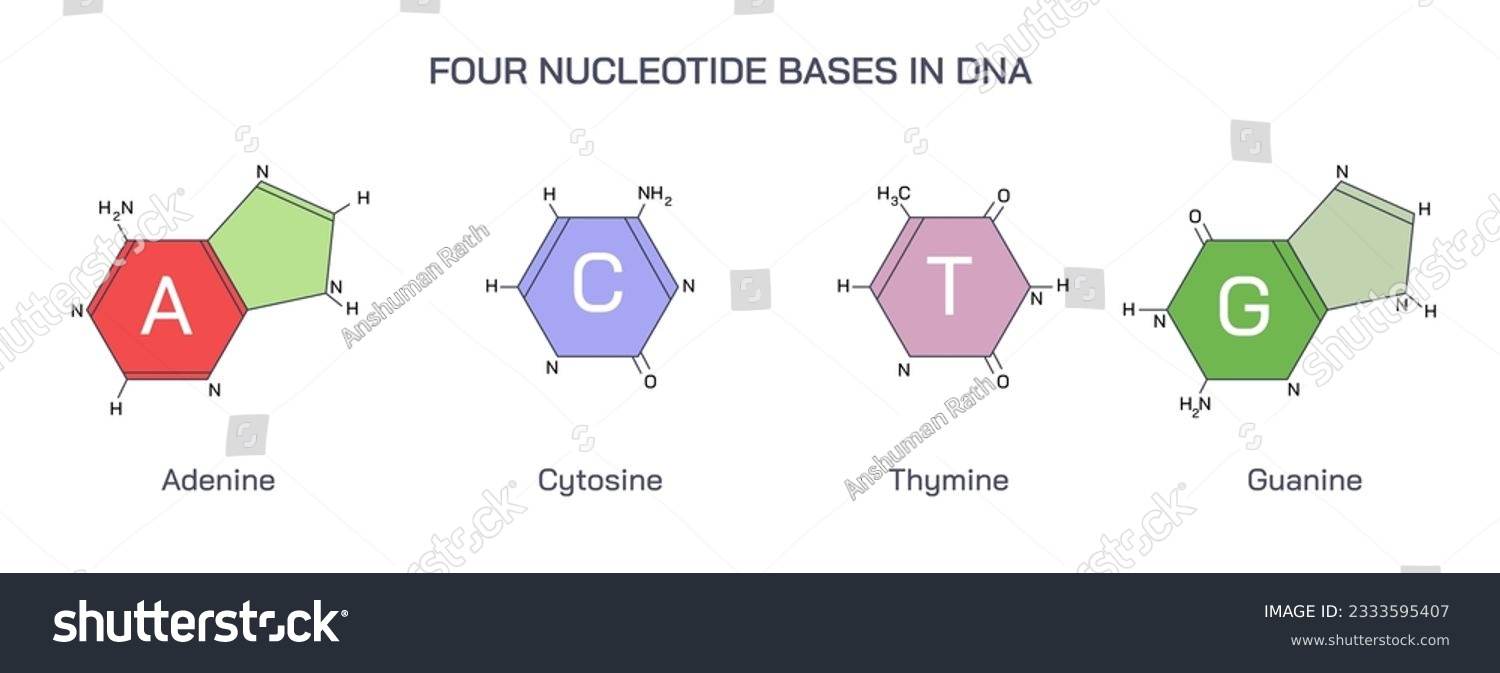 DNA is a double helical structure composed of - Royalty Free Stock ...