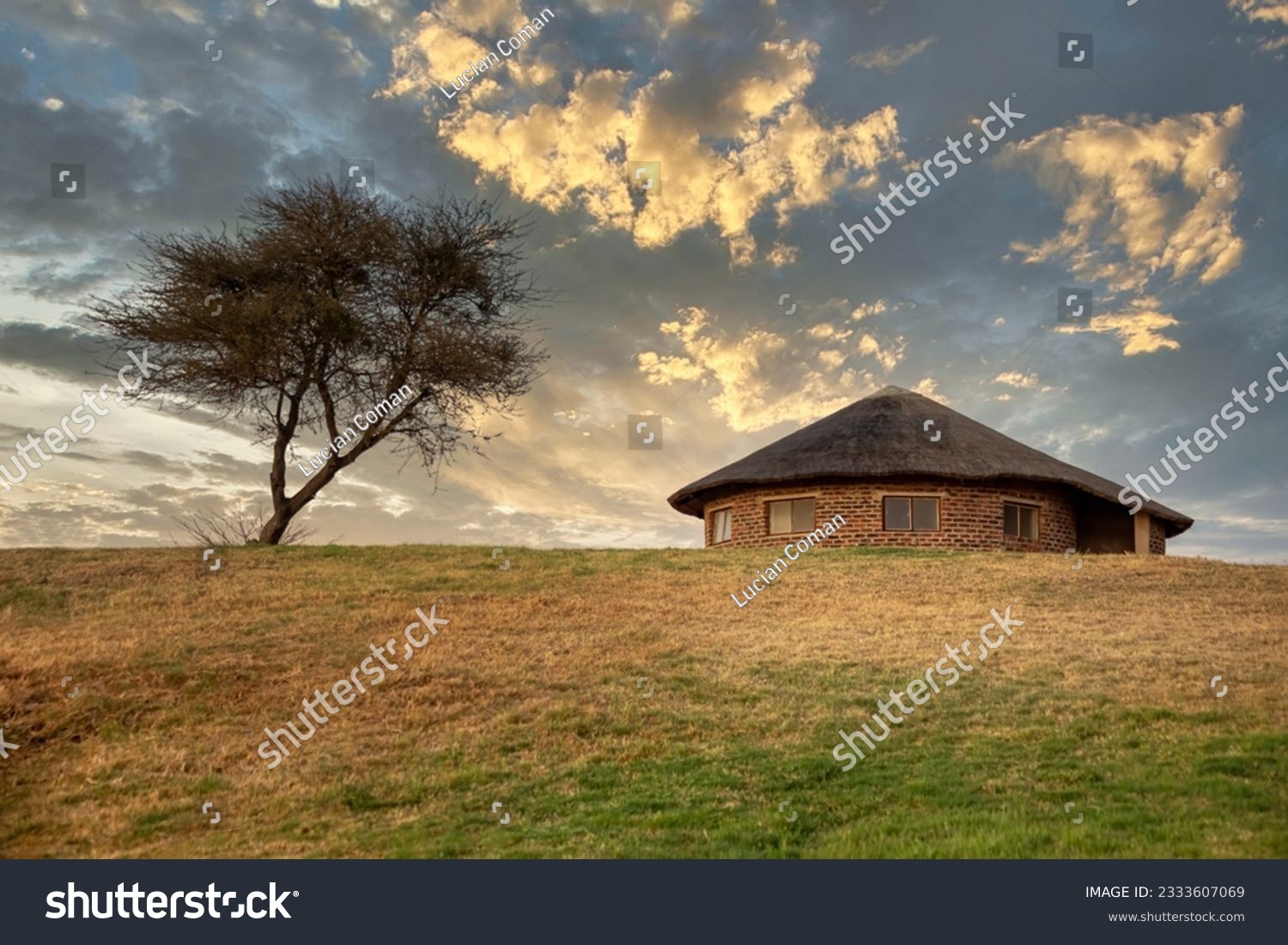 rondavel african house with thatched roof and a solitaire tree #2333607069