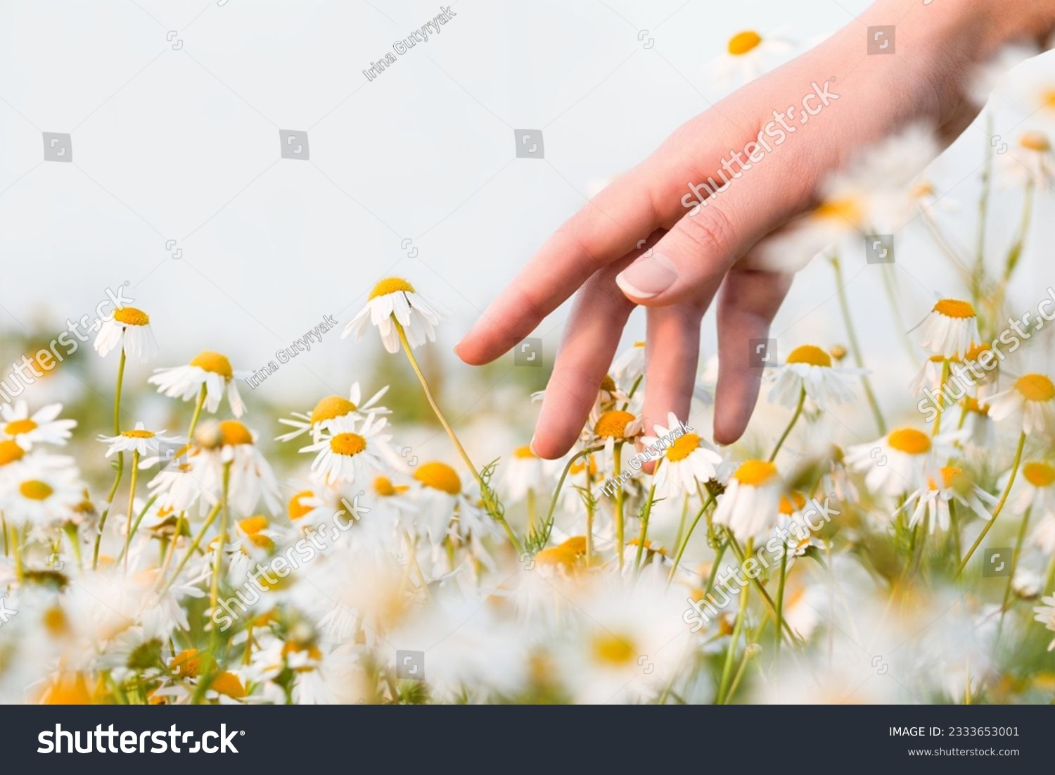 female hand touching daisies in the field, close-up #2333653001