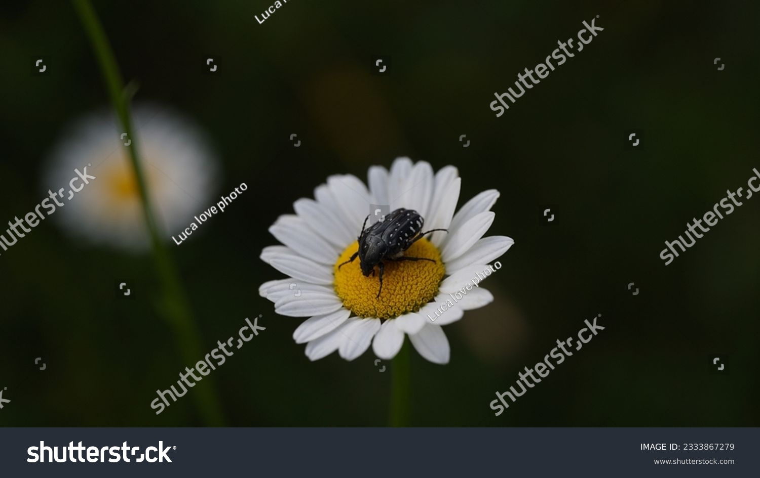 Garden chafer beetle: A beneficial insect for pollination and organic recycling. (Oxythyrea funesta). Summer season #2333867279