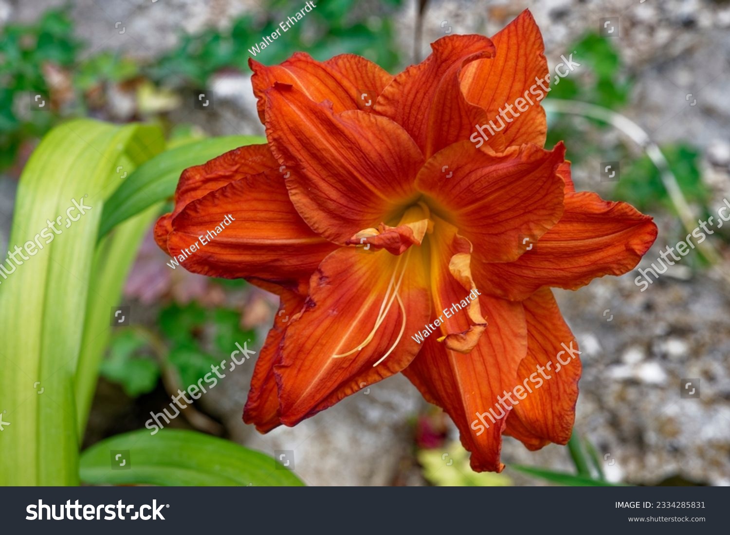 Hemerocallis 'Sachsen Red Double' is a daylily with double red flowers #2334285831