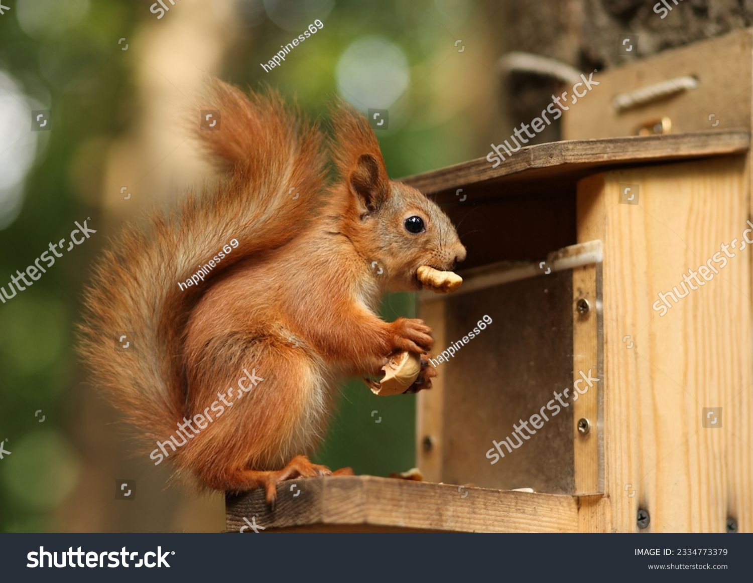 a red-haired fluffy squirrel sits and eats a nut in a wooden bird feeder on a tree in a summer park. Soft focus. #2334773379