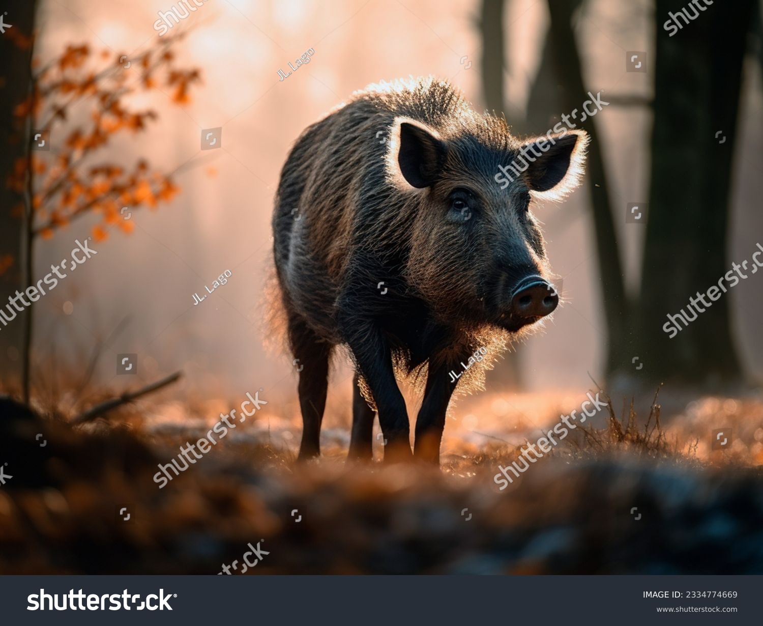wild boar in the wild and in freedom #2334774669